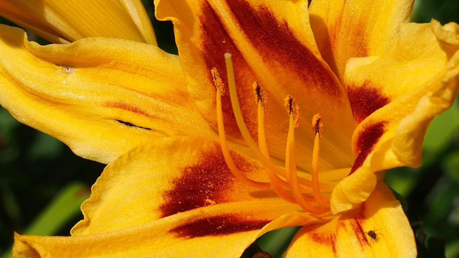 Olympus PEN E-PL6 sample photo. Flower, blooms, daylilies photography