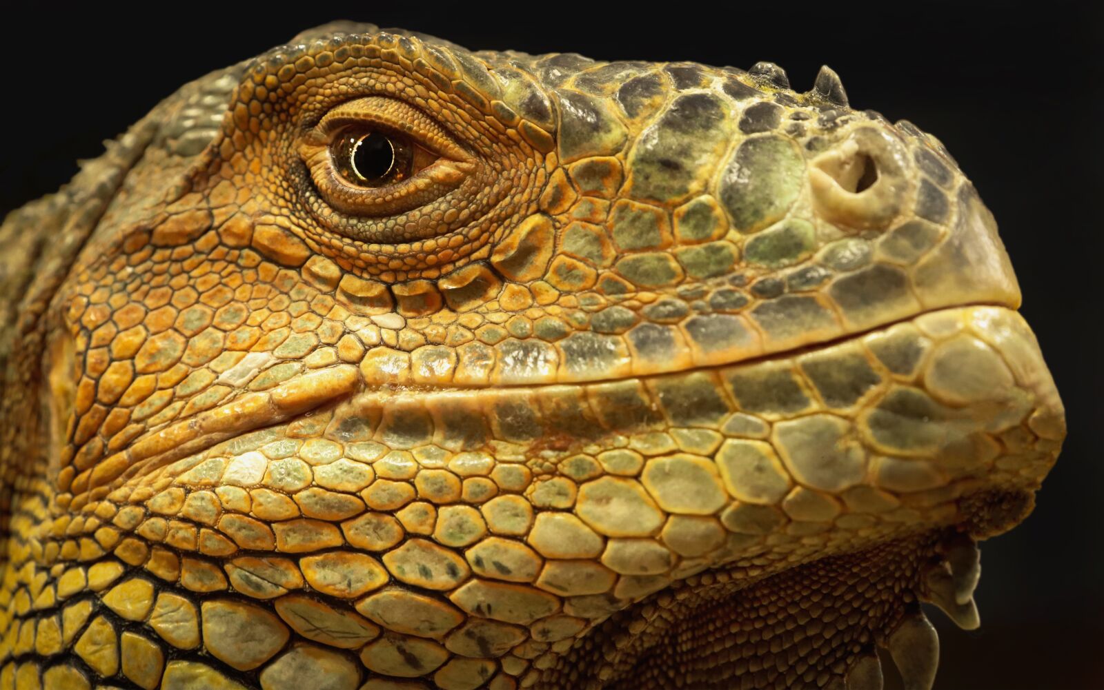 Canon EOS 200D (EOS Rebel SL2 / EOS Kiss X9) sample photo. Iguana, lizard, reptile photography