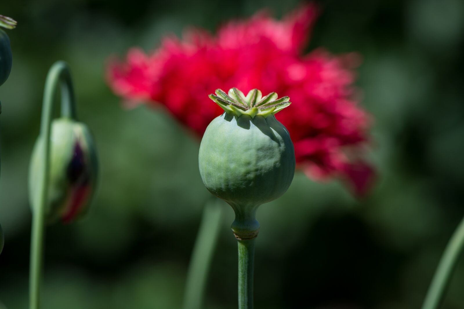 Nikon D7100 sample photo. Poppy, poppy capsule, capsule photography