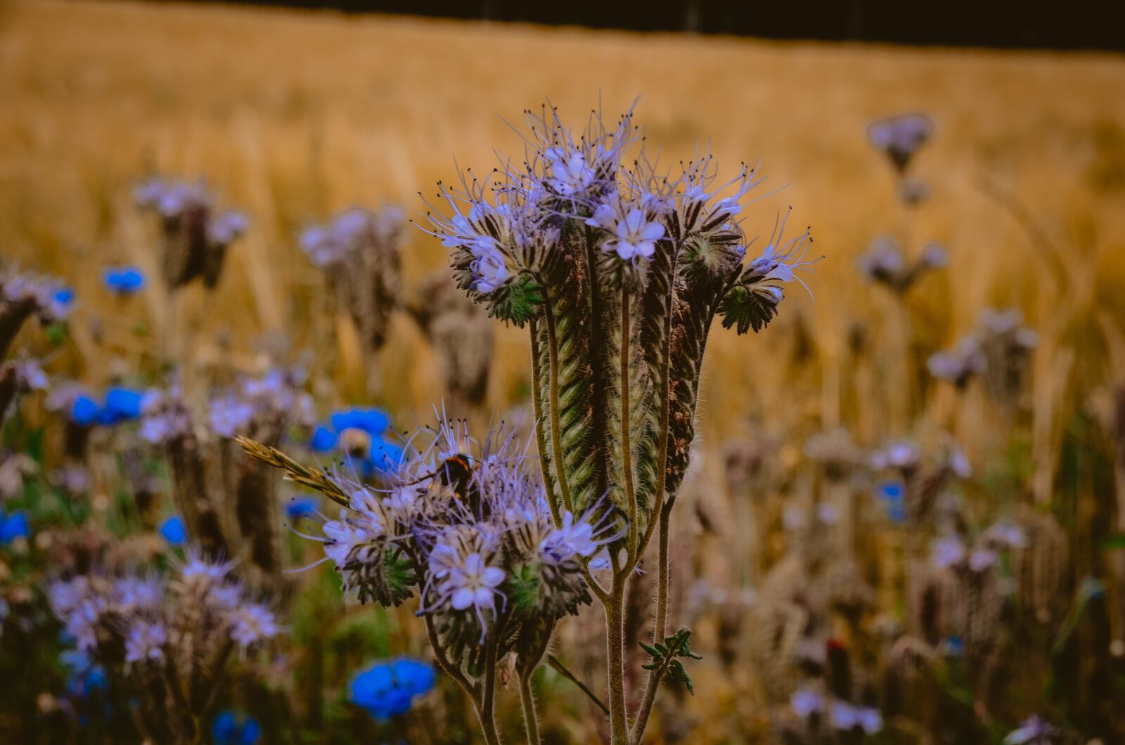 Nikon D5100 sample photo. Field, close up, nature photography