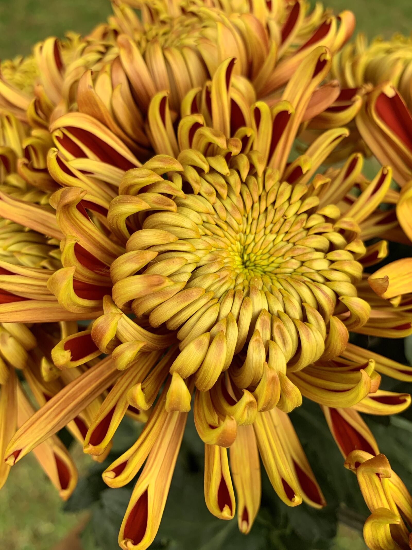 Apple iPhone XR sample photo. Flower, mum, chrysanthemum photography