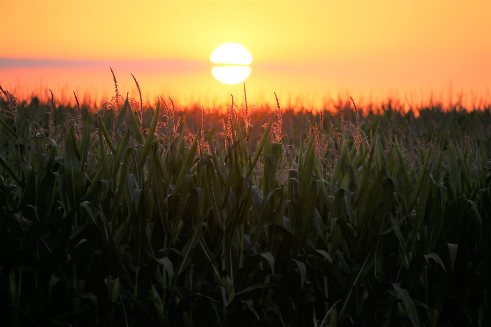 Canon EF 70-300 F4-5.6 IS II USM sample photo. Corn, sunset, agriculture photography
