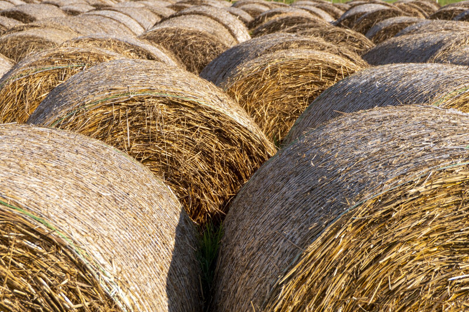 Panasonic Lumix DMC-FZ2500 (Lumix DMC-FZ2000) sample photo. Hay, roll, bale of photography