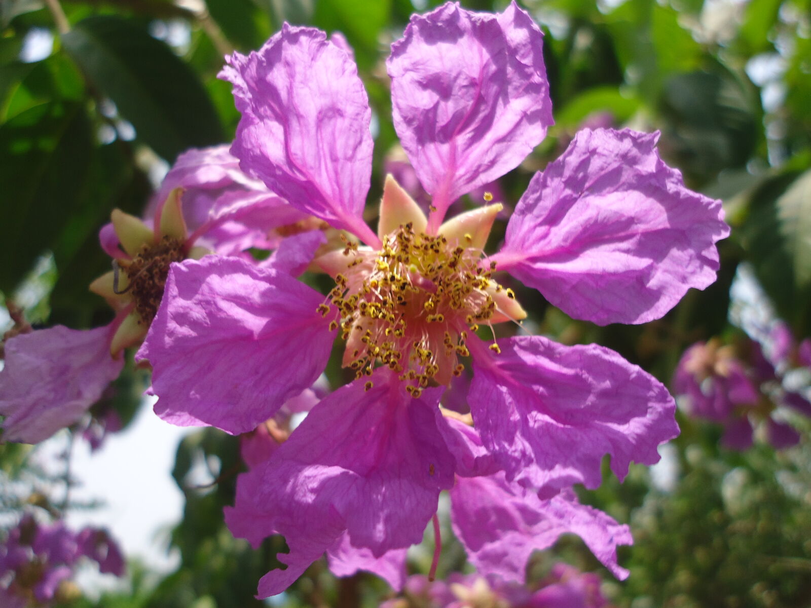Sony Cyber-shot DSC-W610 sample photo. Pink, flower photography