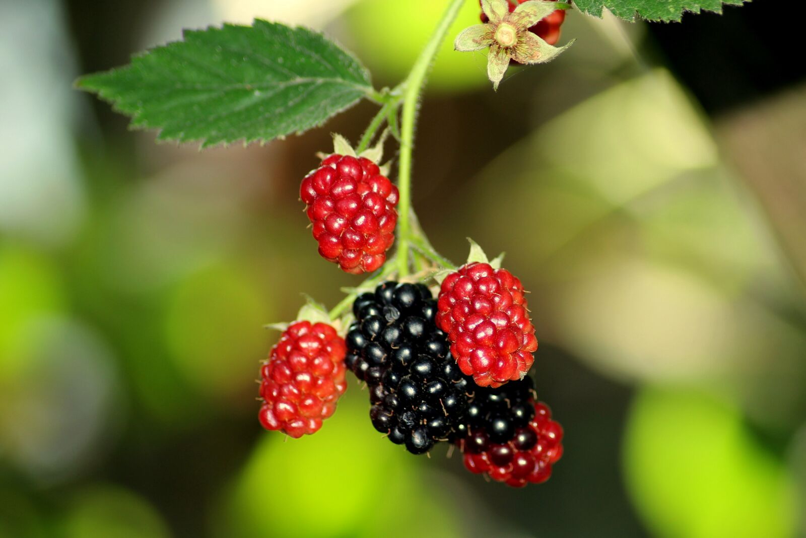 Canon EOS 1200D (EOS Rebel T5 / EOS Kiss X70 / EOS Hi) sample photo. Blackberries, fruit, summer photography