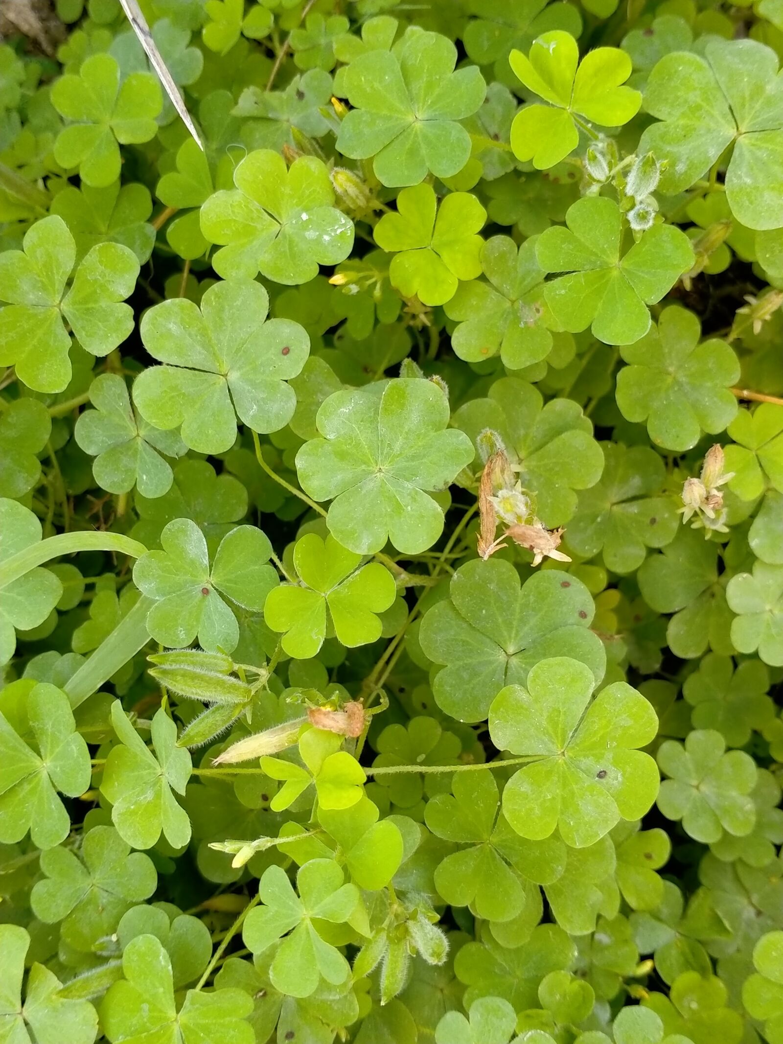 OPPO A5 2020 sample photo. Plants, animals, trees photography