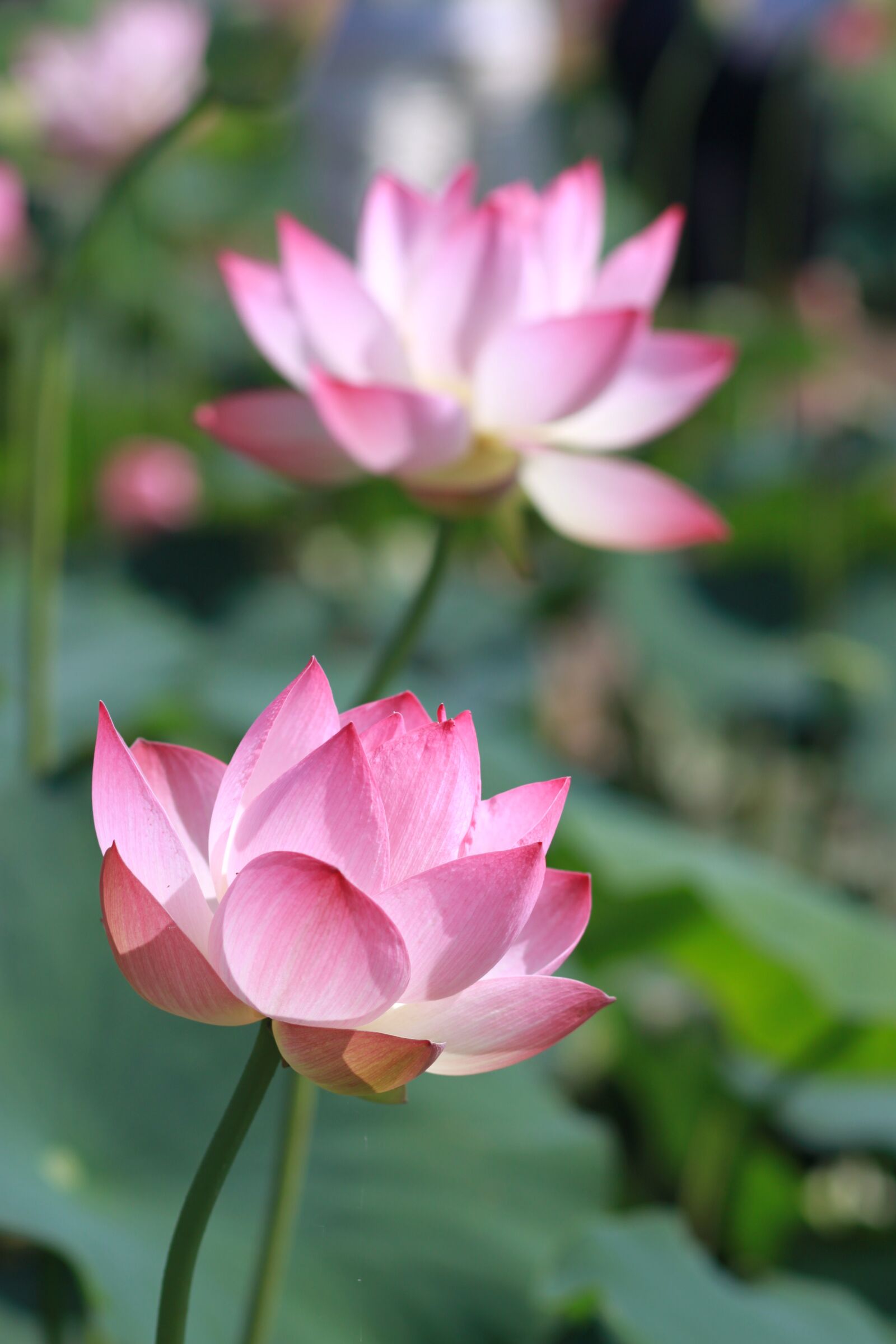 Canon EOS 500D (EOS Rebel T1i / EOS Kiss X3) sample photo. Kite, lotus, nature photography