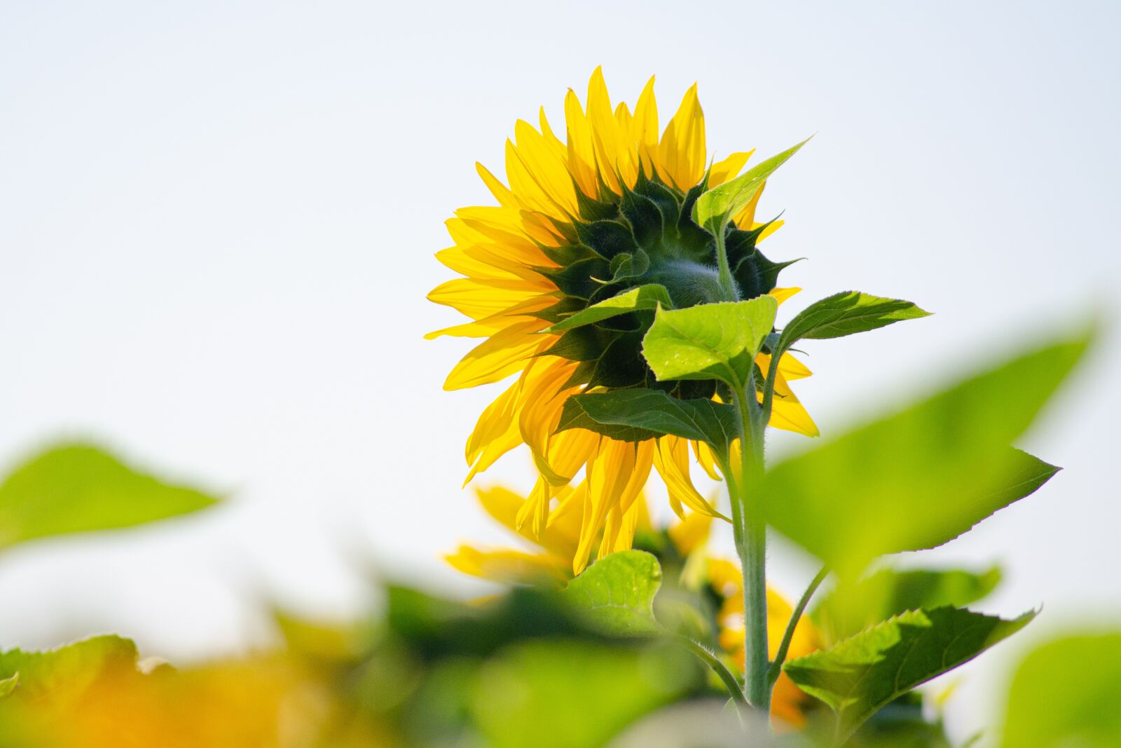 Tamron AF 55-200mm F4-5.6 Di II LD Macro sample photo. Sunflower, sun, direction photography