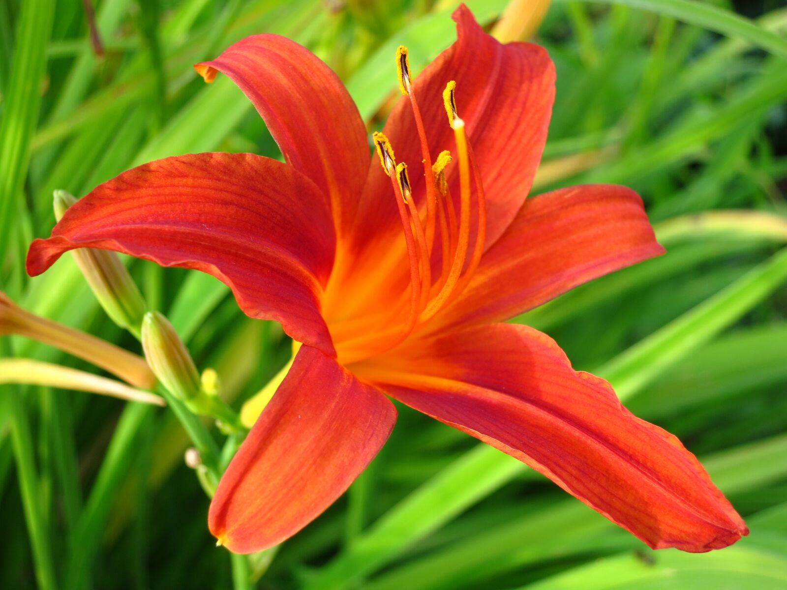 Canon PowerShot S100 sample photo. Day-lily, lily, flowers photography