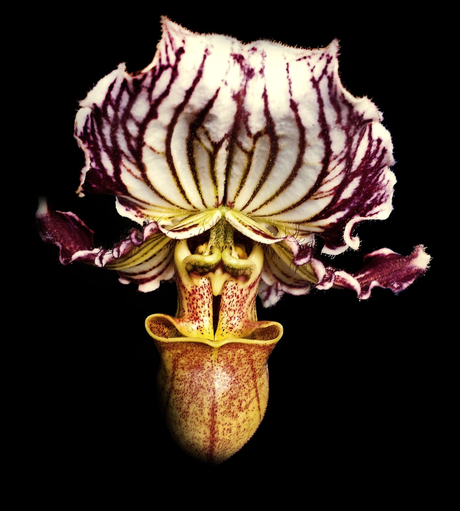 Samsung Galaxy S4 sample photo. Orchid, flower, petal photography