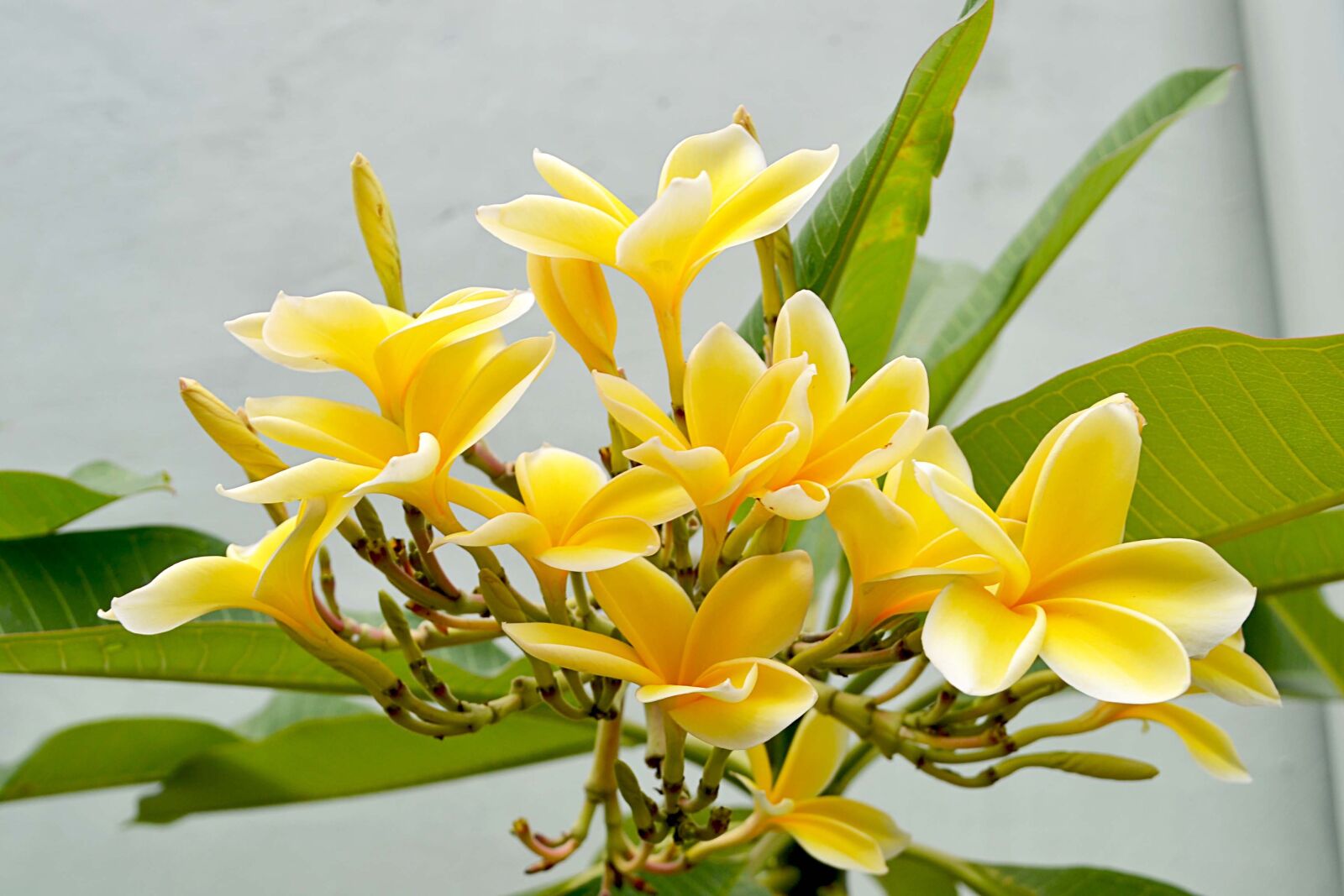 Nikon D3100 sample photo. Relax, habitat, asian photography