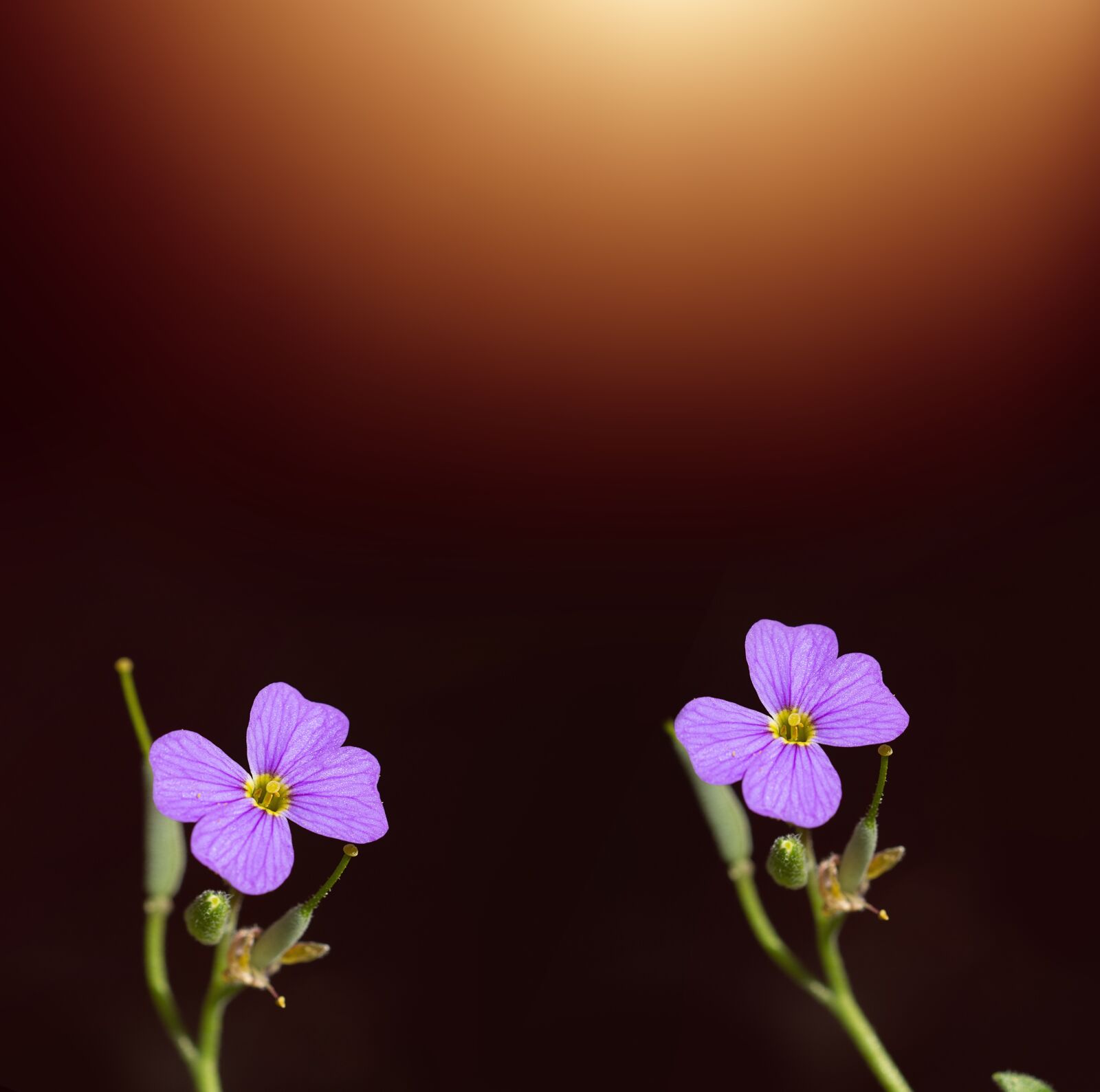 Nikon D7100 sample photo. Flowers, two, purple photography