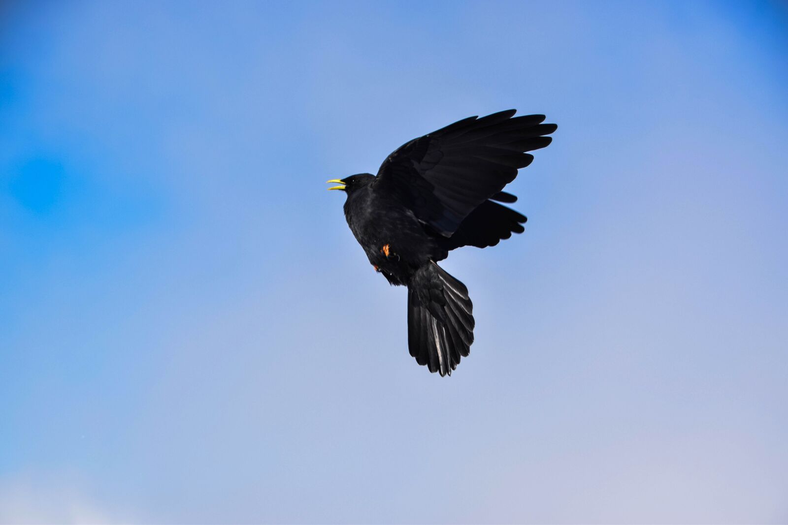 Nikon D3300 sample photo. Bird, crow, raven bird photography