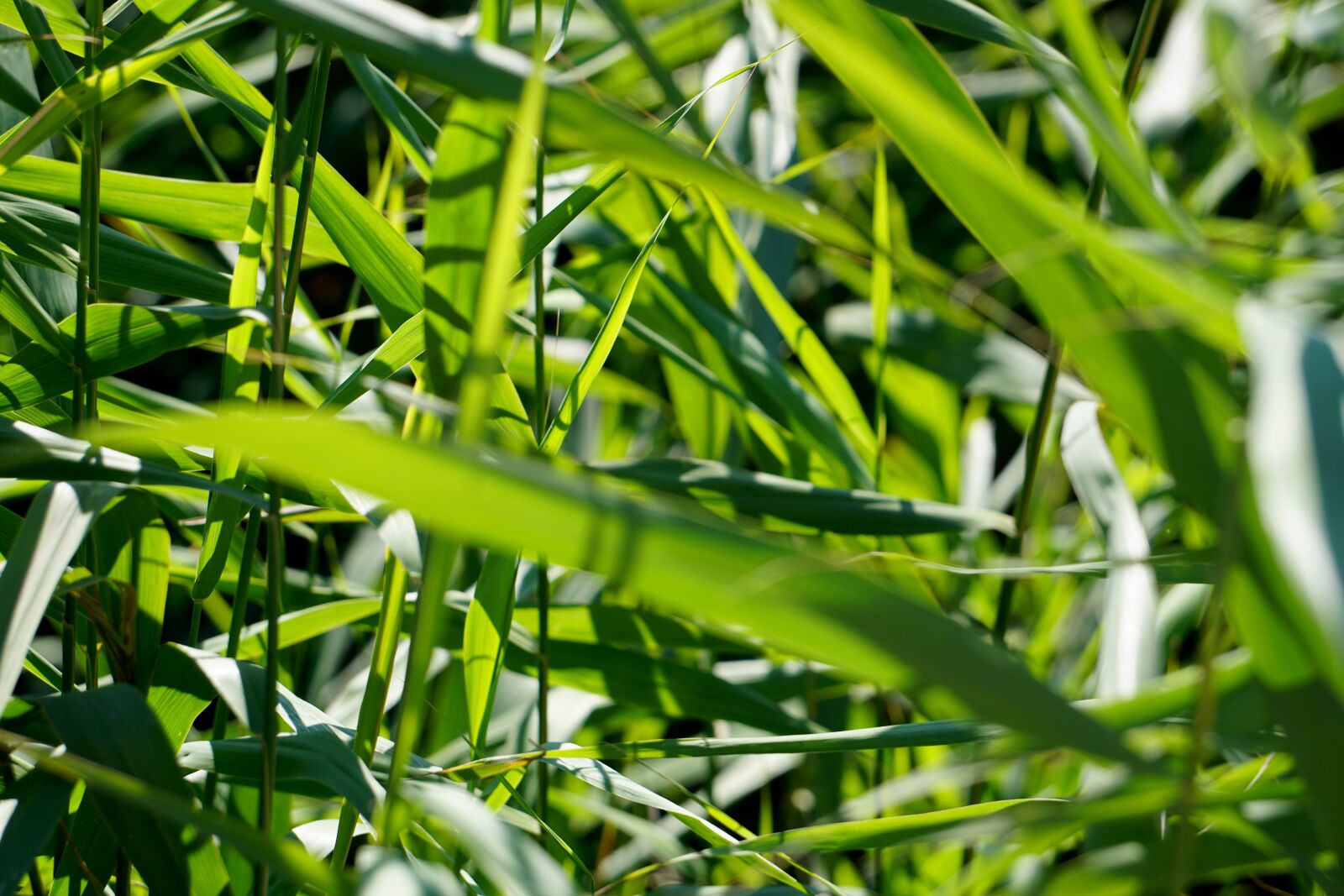 Sony E 55-210mm F4.5-6.3 OSS sample photo. Reed, grass, green photography