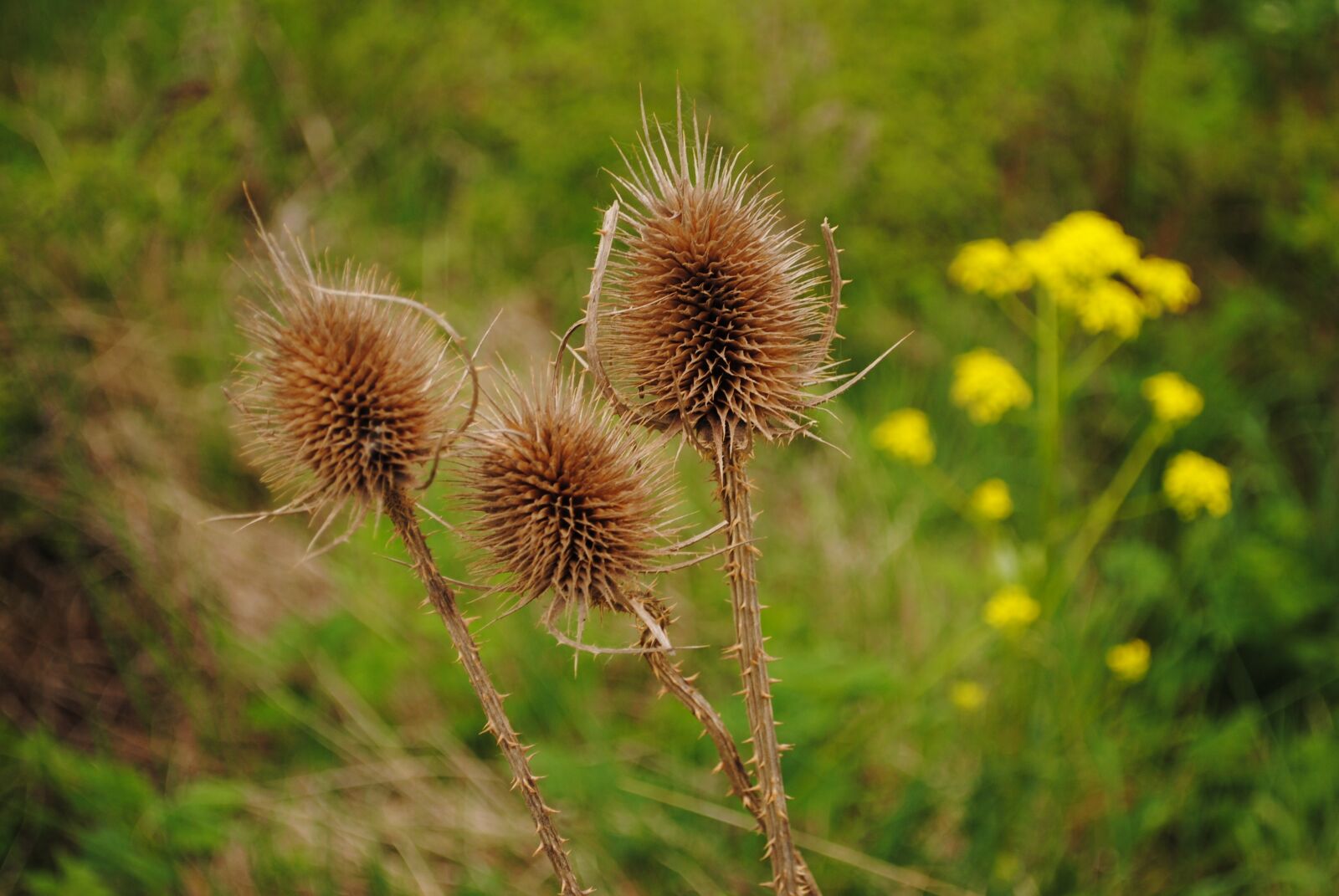 Nikon D3000 sample photo. Thistle, nature, plant photography