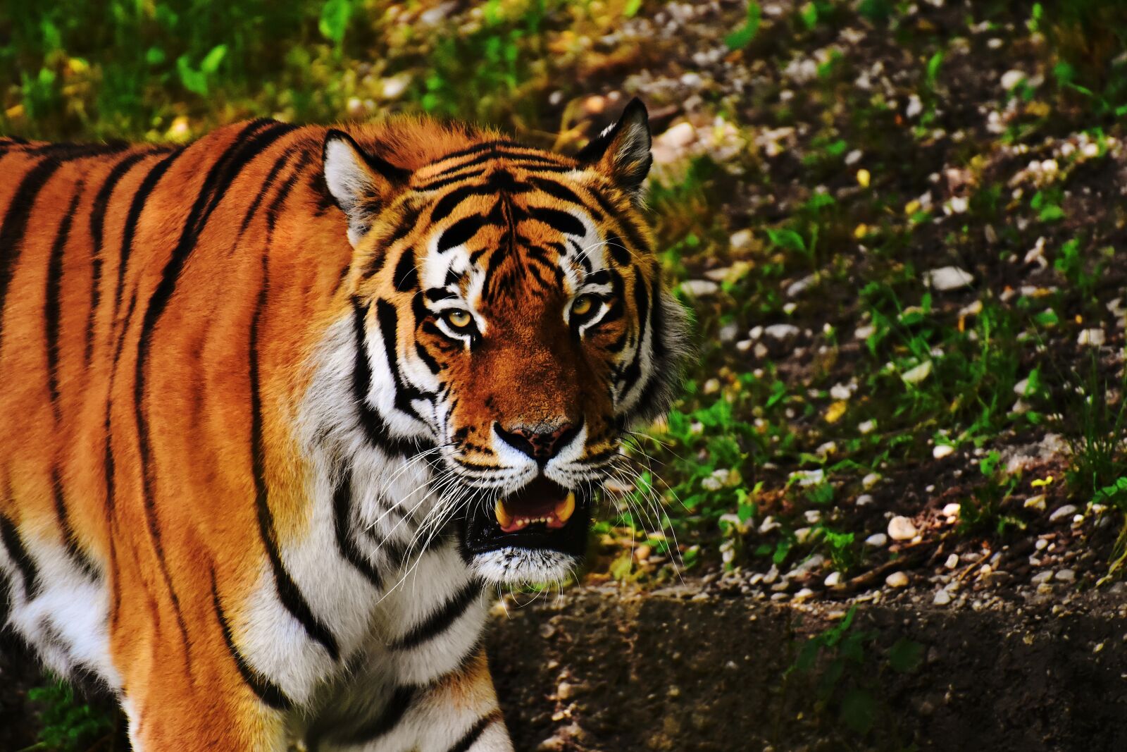 Nikon D7200 sample photo. Tiger, big cat, predator photography