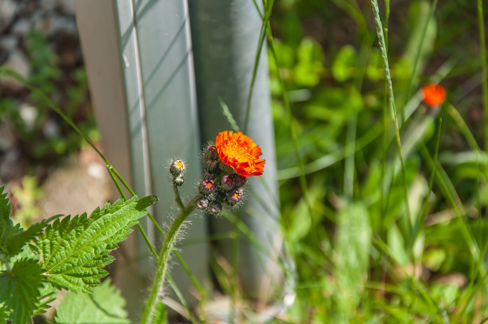 Nikon D5000 sample photo. Flower, wild flower, summer photography
