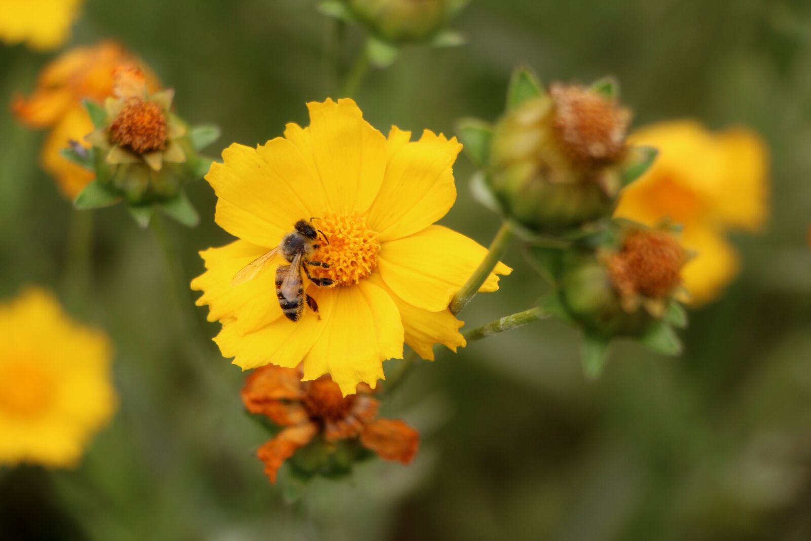 Canon EOS 650D (EOS Rebel T4i / EOS Kiss X6i) sample photo. Geumgyeguk, bee, plants photography