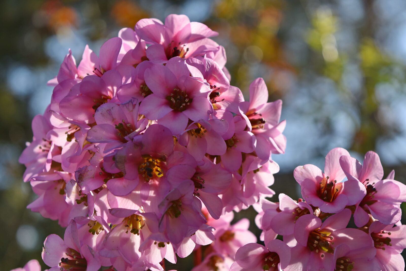 Nikon D5500 sample photo. Flowers, flower, nature, petal photography