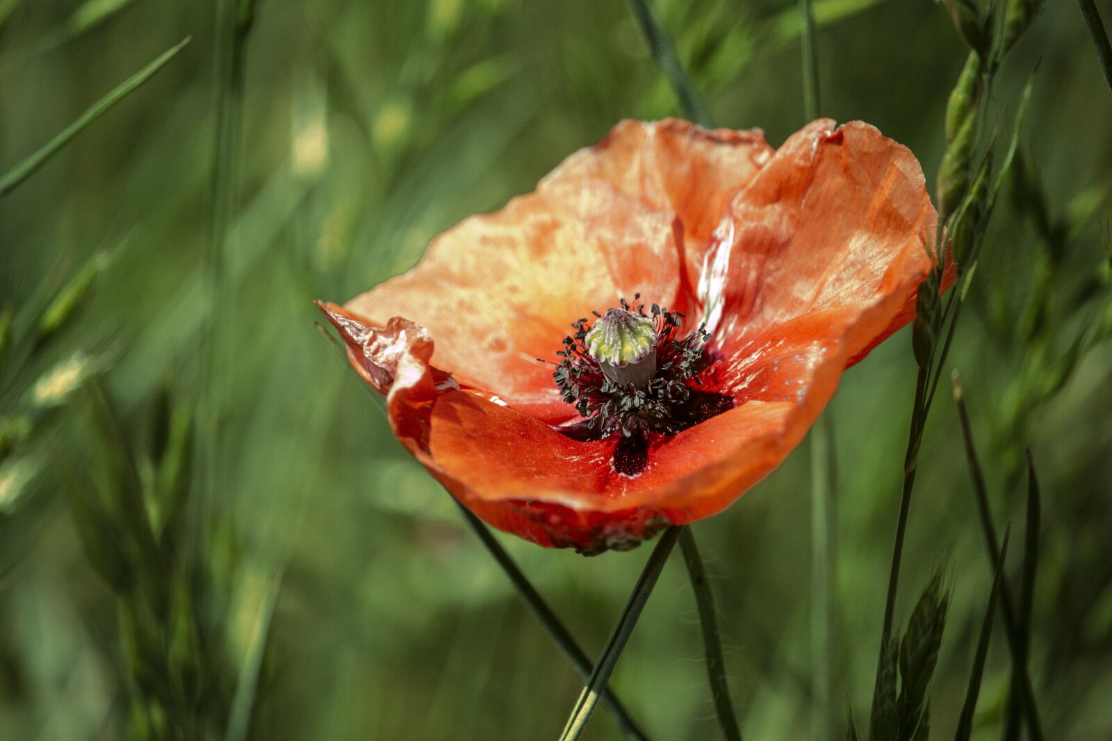 Canon EOS 700D (EOS Rebel T5i / EOS Kiss X7i) sample photo. Poppy, poppy flower, red photography