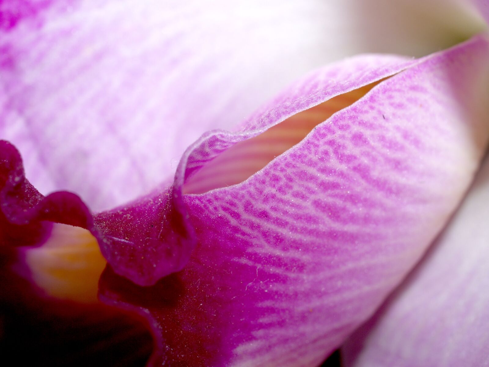 Olympus E-300 (EVOLT E-300) sample photo. Orchid, flower, bright photography