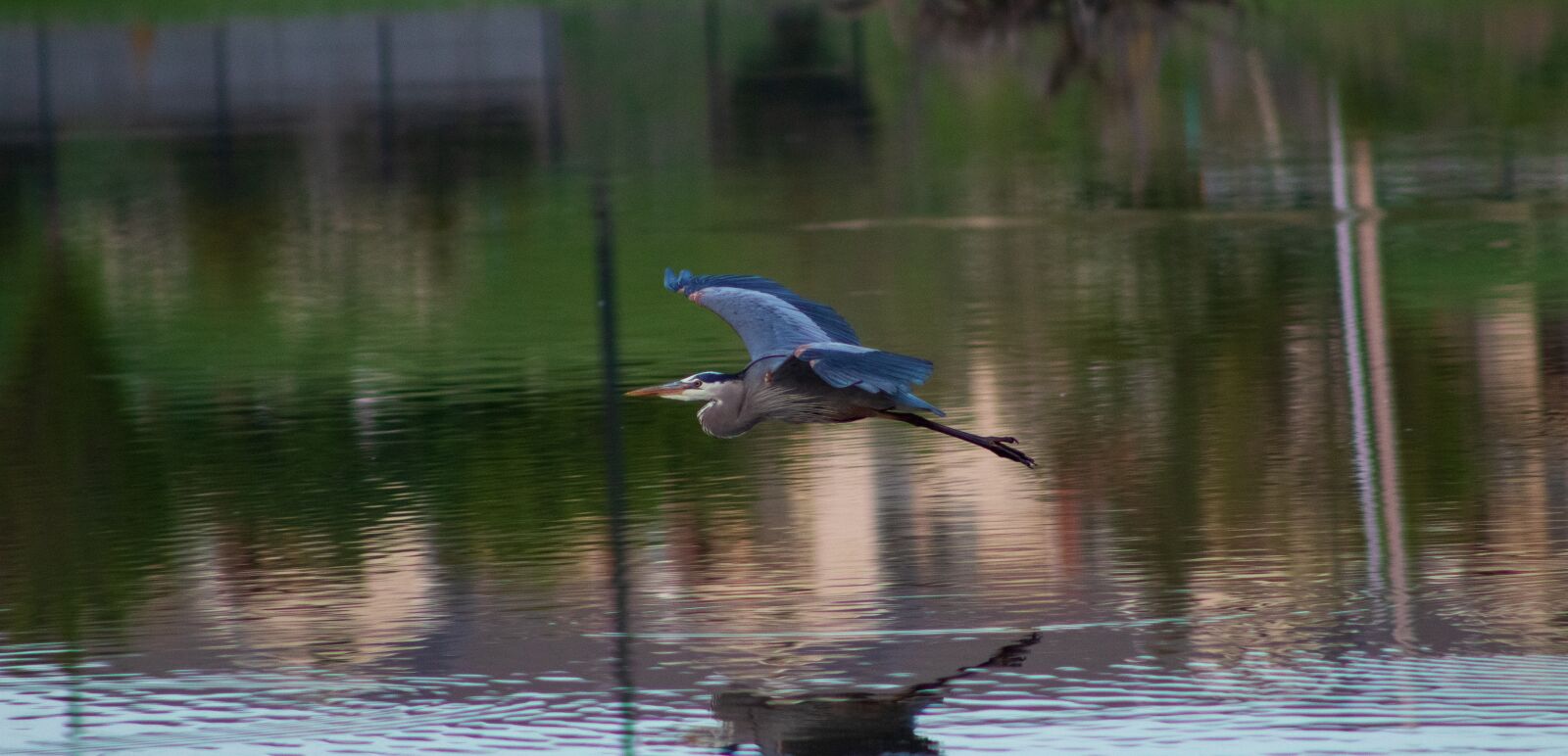 Canon EF75-300mm f/4-5.6 sample photo. Heron, blue heron, wildlife photography