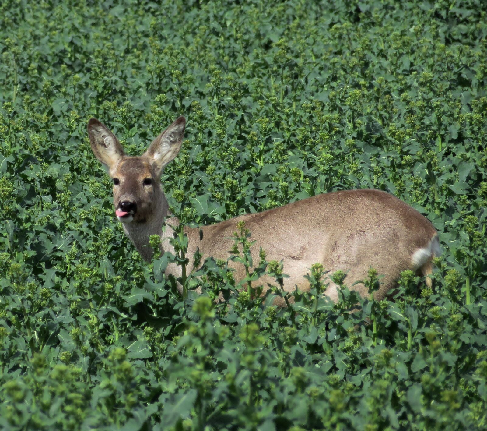Canon PowerShot SX720 HS sample photo. Nature, animal in field photography