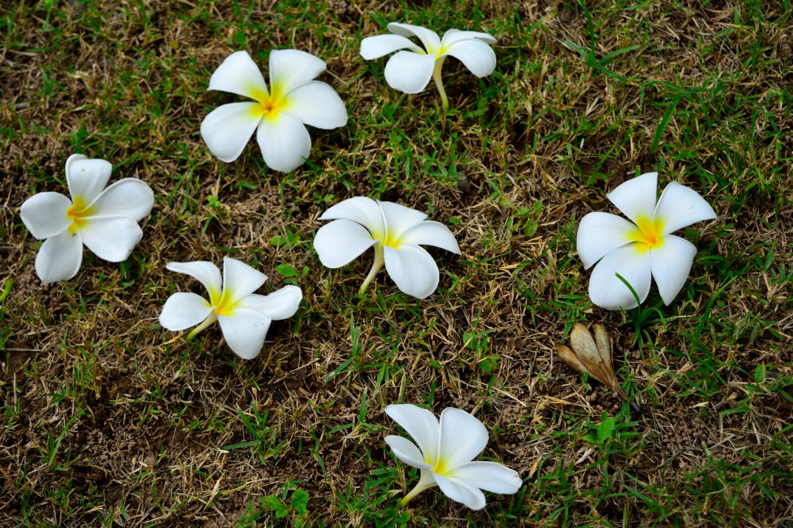 Nikon D5200 sample photo. White flowers, the plumeria photography