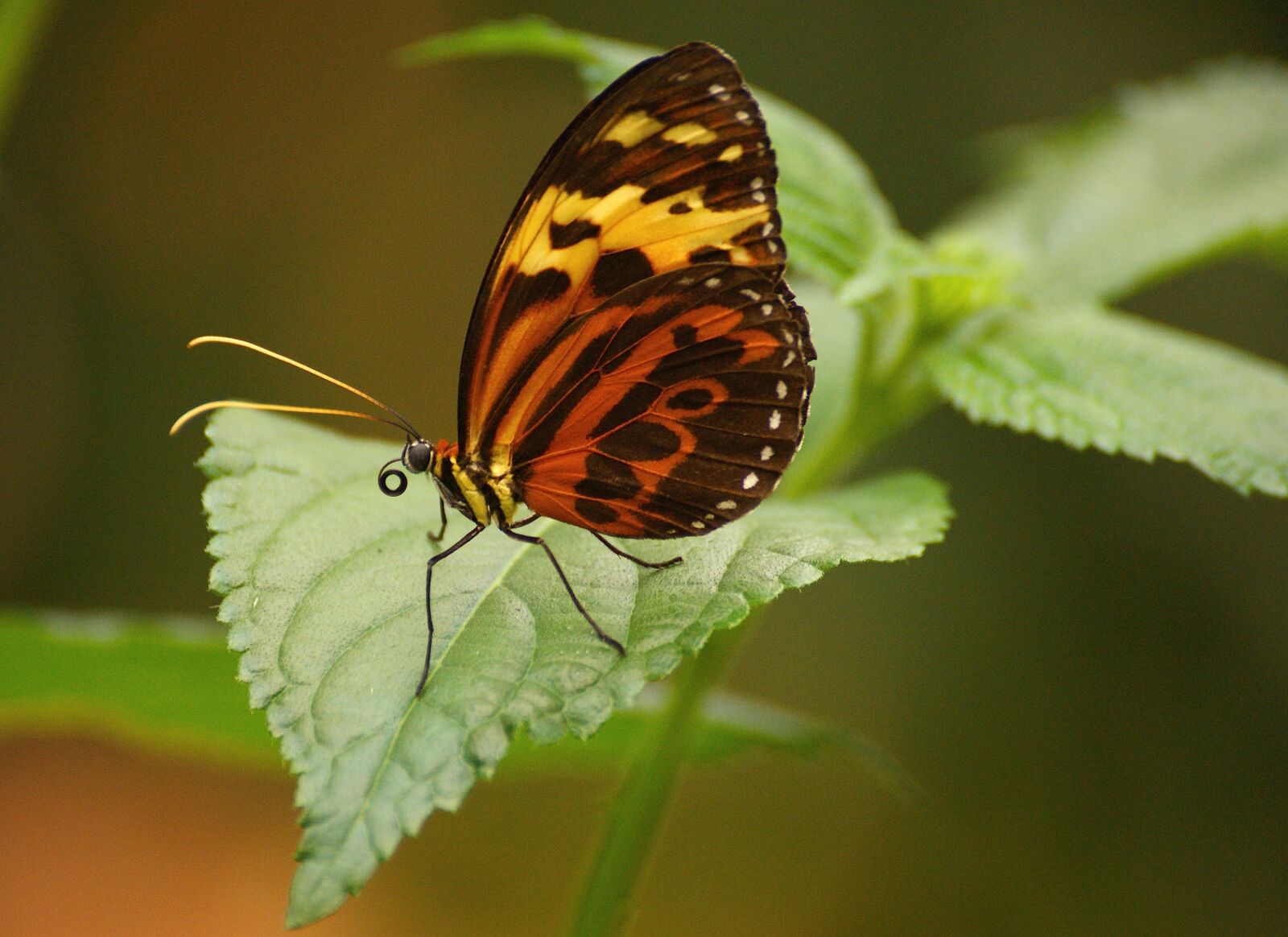 Sony Alpha DSLR-A350 sample photo. Butterfly, exotic, tropical photography