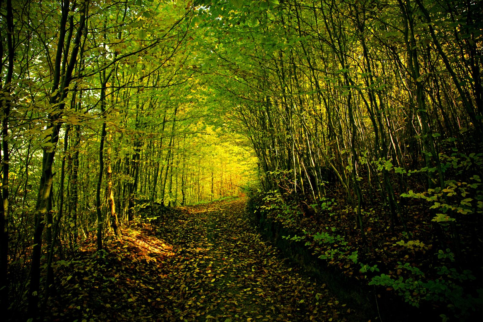 Canon EOS 5D sample photo. Autumn, forest, autumn gold photography
