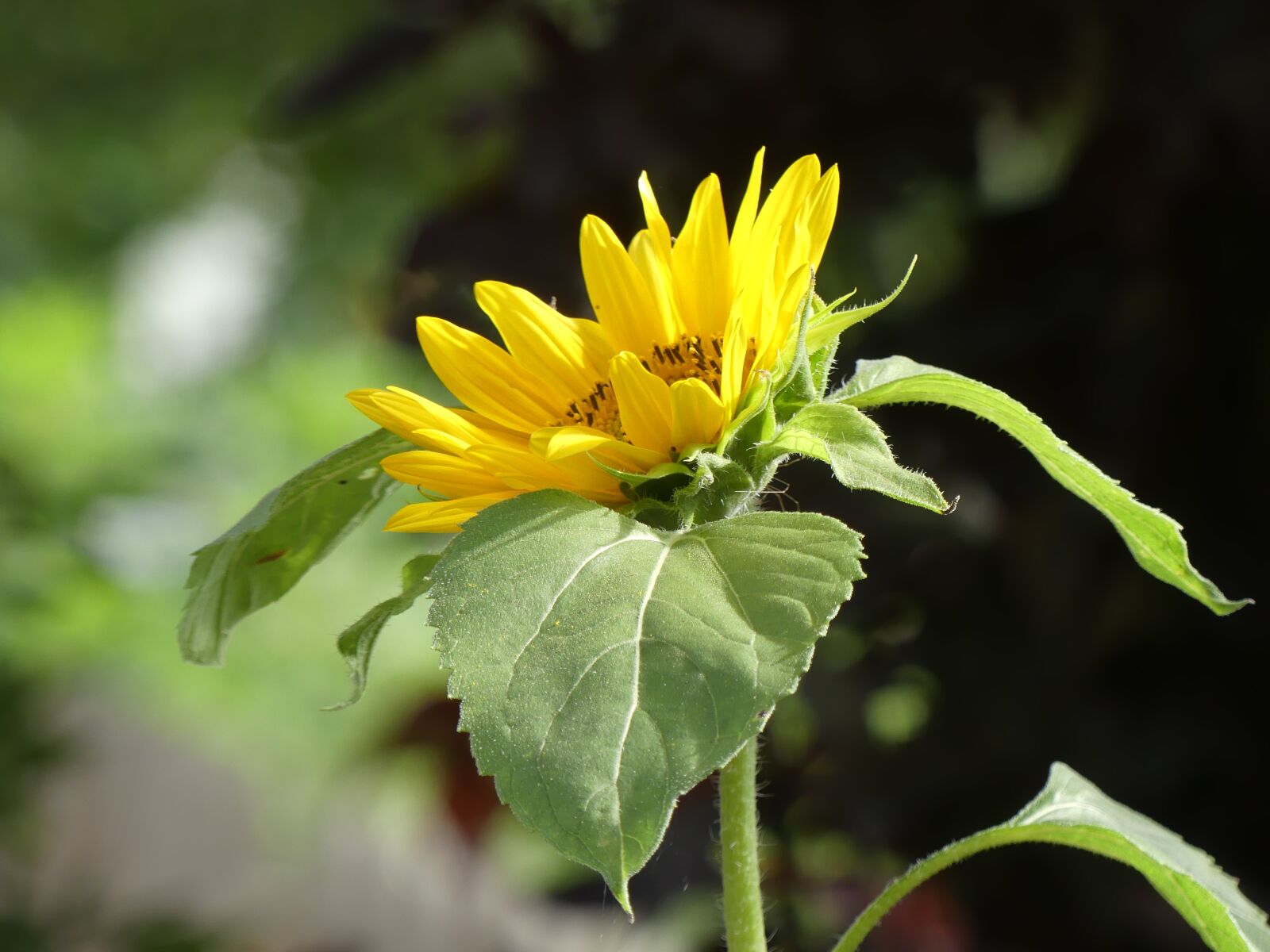 Panasonic Lumix DMC-FZ300 sample photo. Flower, sunflower, summer photography