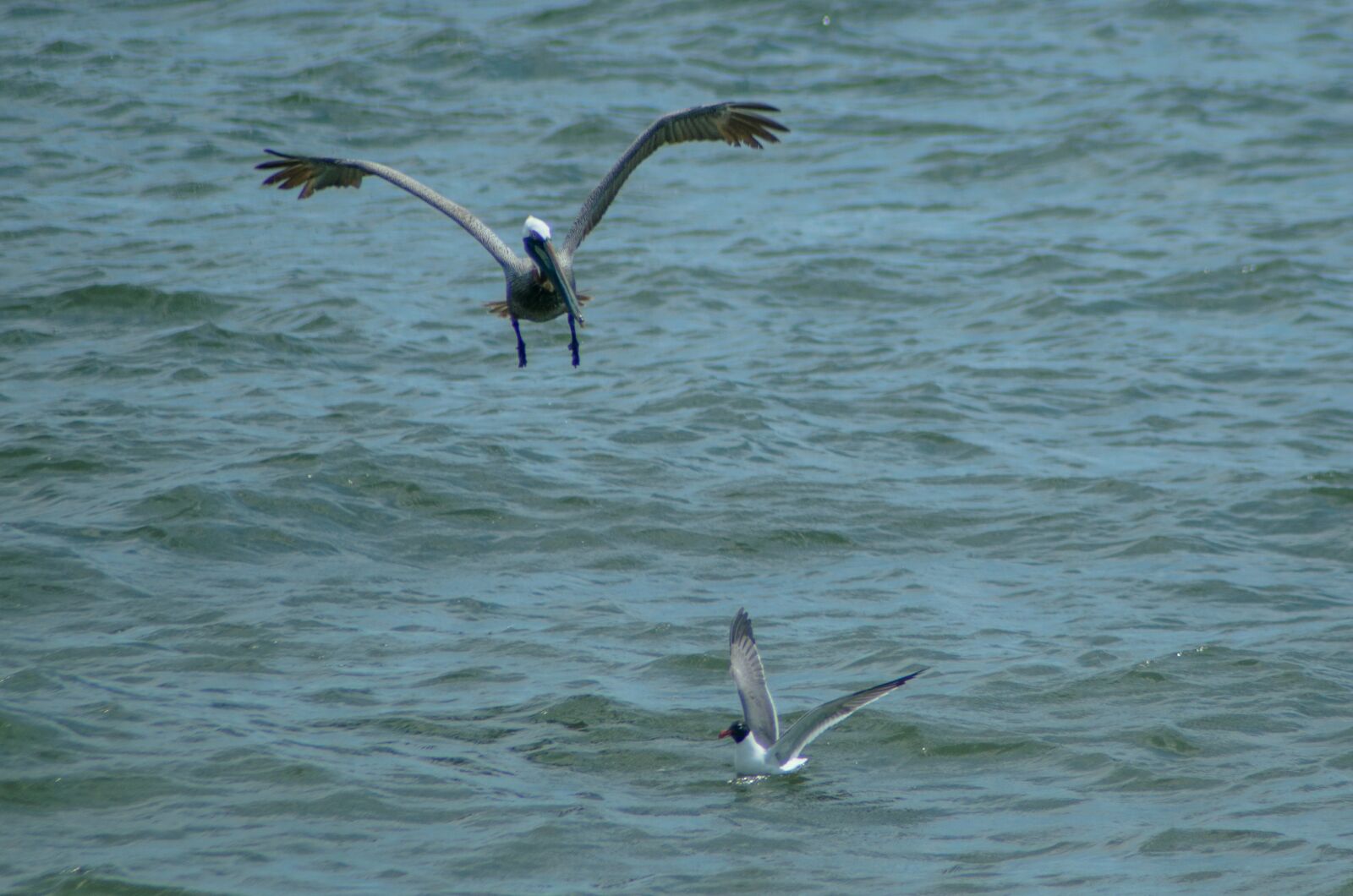 Nikon D7000 sample photo. Pelican, seagull, bird photography