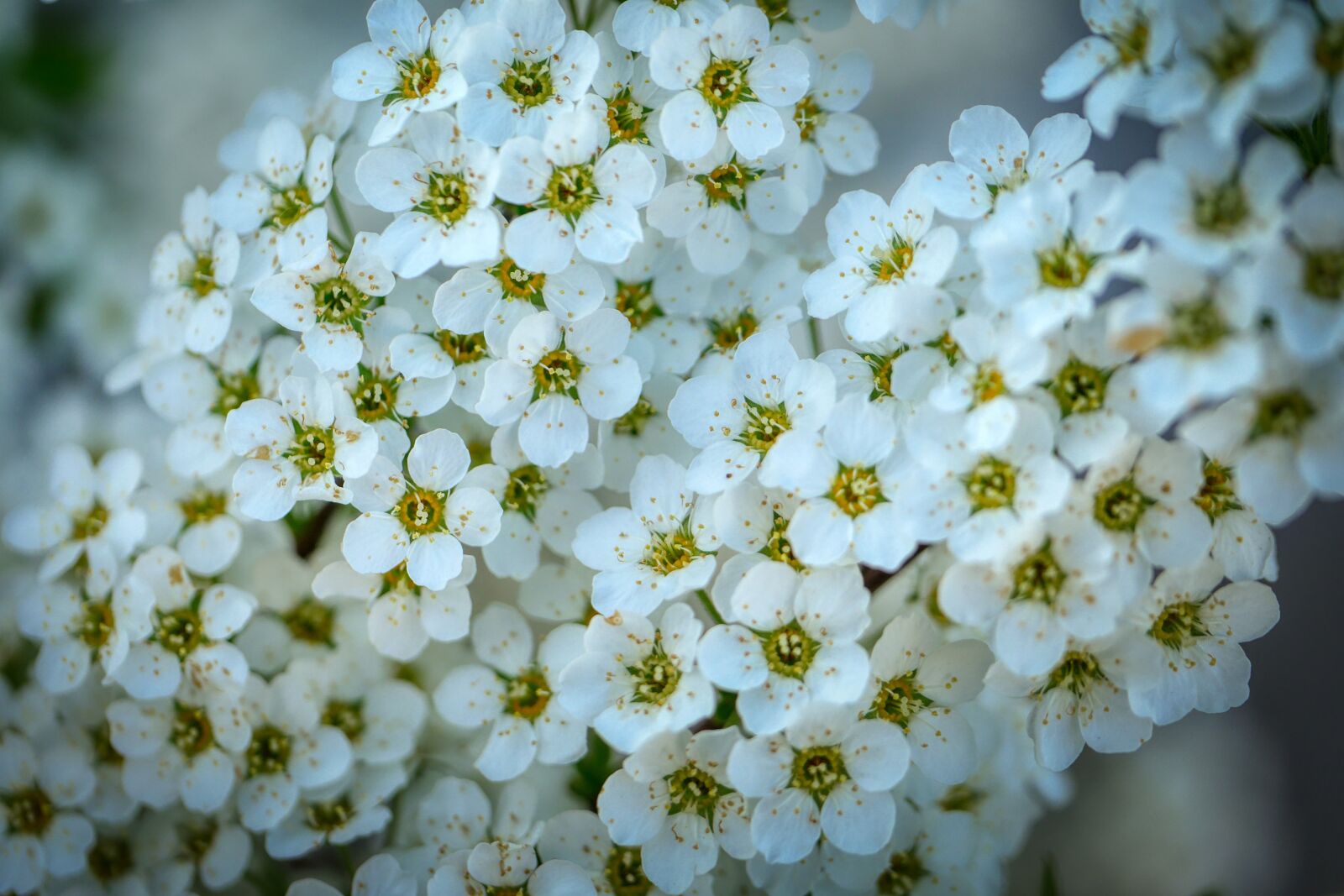 Panasonic Lumix DMC-GX8 sample photo. Bloom, spring, branch photography