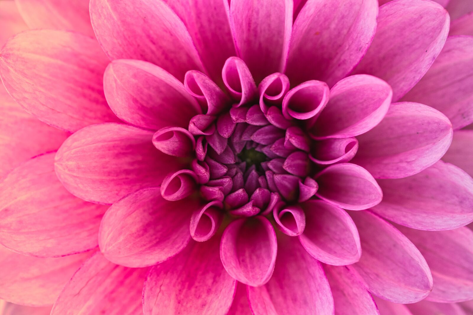 Canon EOS 200D (EOS Rebel SL2 / EOS Kiss X9) sample photo. Dahlia, beauty, bright photography