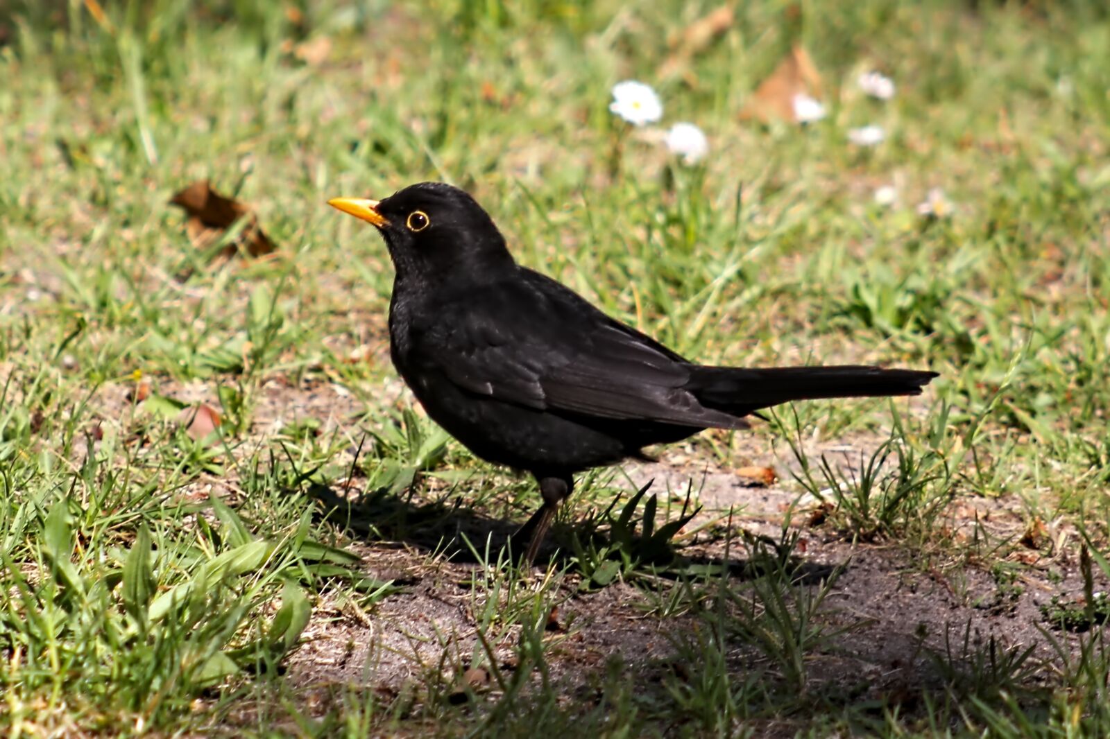 Canon EOS 550D (EOS Rebel T2i / EOS Kiss X4) sample photo. Blackbird, bird, animal world photography