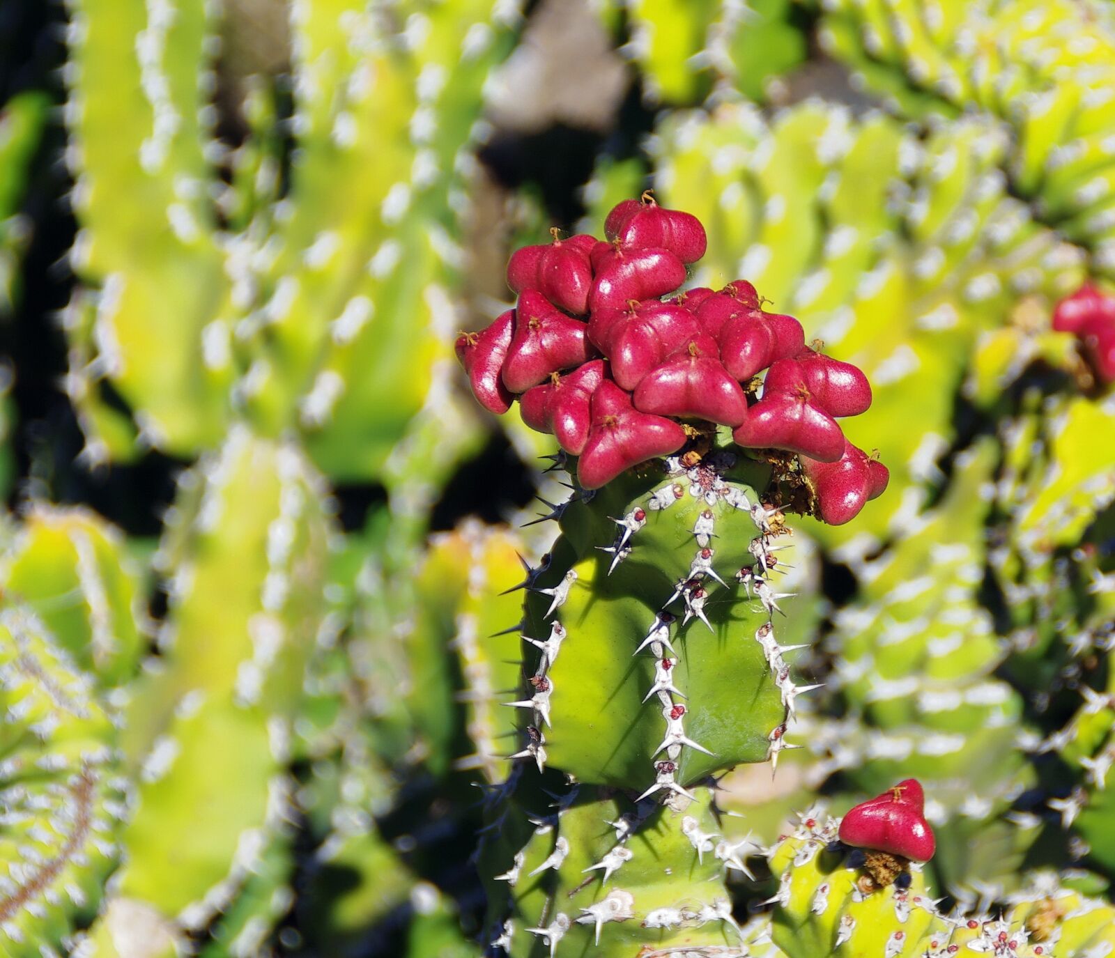 Pentax K-5 sample photo. Lanzarote, cactus, fruit photography