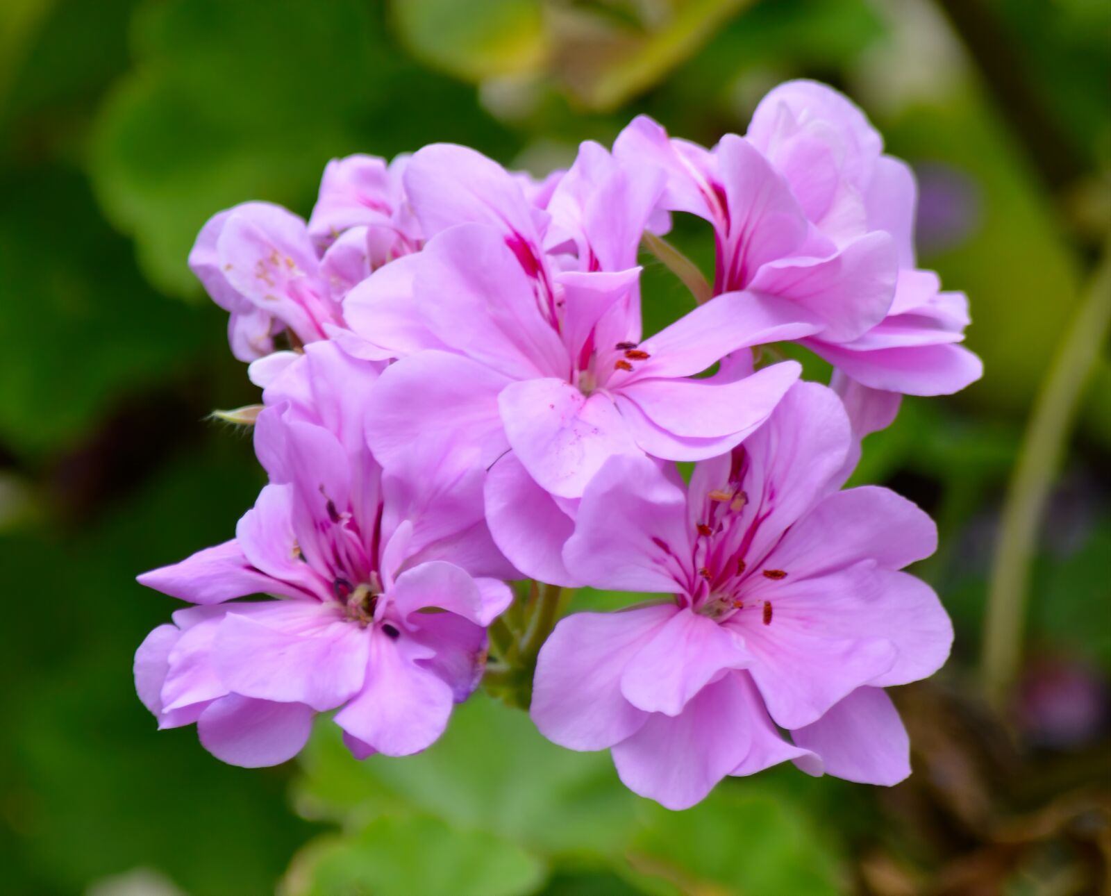 Nikon D3200 sample photo. Flower, geranium, bloom photography