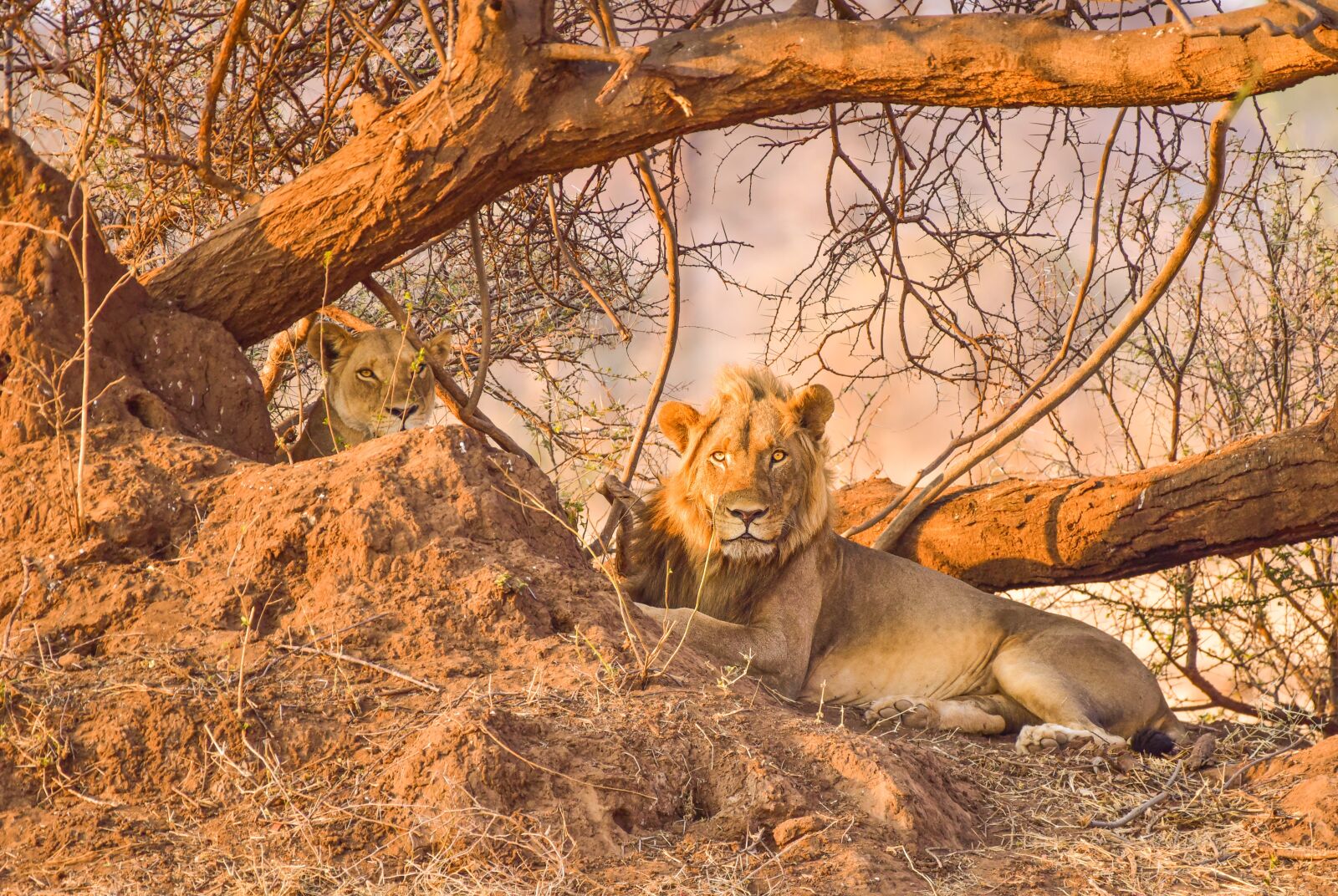 Nikon D750 sample photo. Lion, africa, safari photography