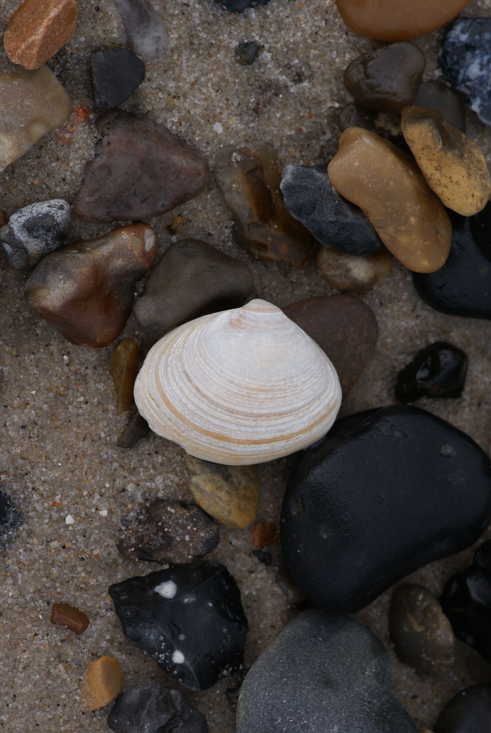 Sony Alpha DSLR-A200 sample photo. Clam, beach, sand photography