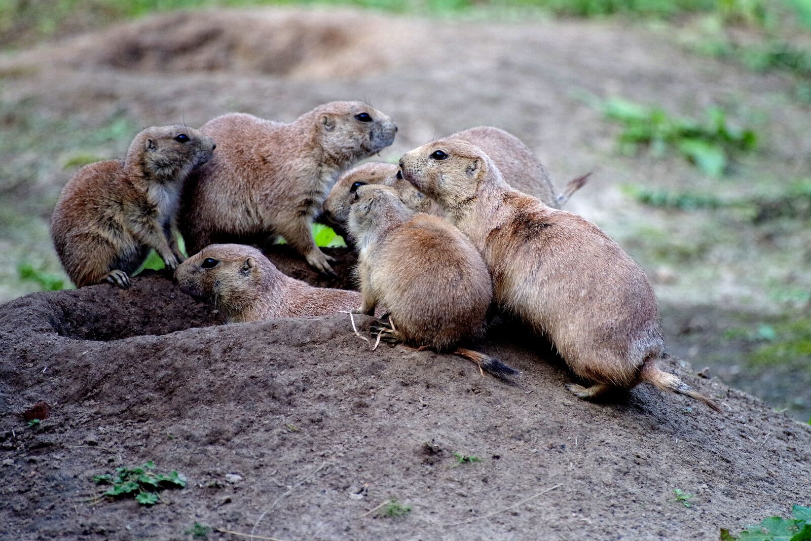 Pentax K-30 sample photo. Prairie dogs, animals, social photography
