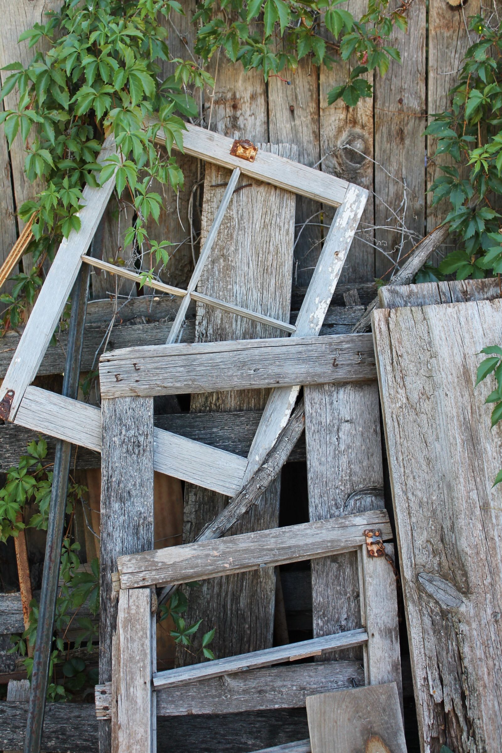 Canon EOS 1100D (EOS Rebel T3 / EOS Kiss X50) sample photo. Wooden, fence, vine photography