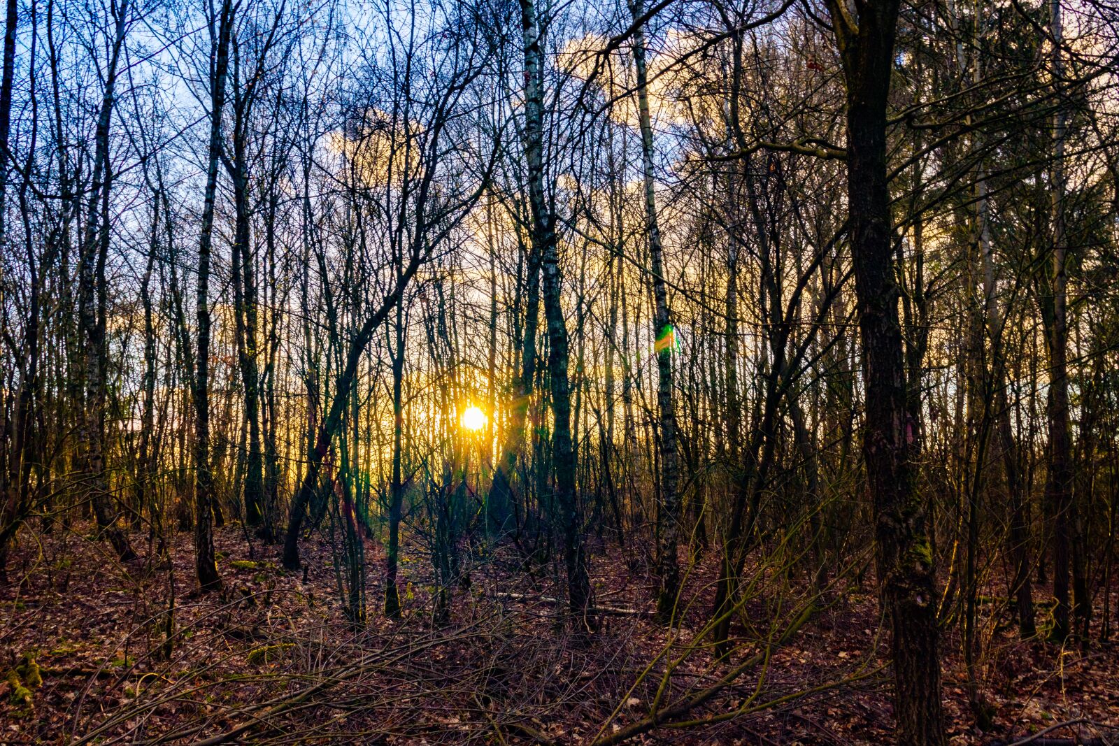 Canon EOS 200D (EOS Rebel SL2 / EOS Kiss X9) sample photo. Forest, evening sun, nature photography