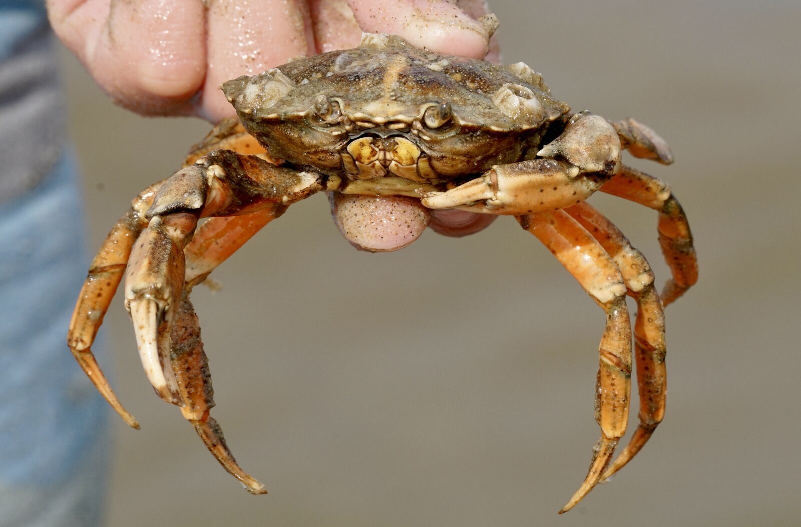 Sony DT 55-300mm F4.5-5.6 SAM sample photo. Cancer, crab, shellfish photography