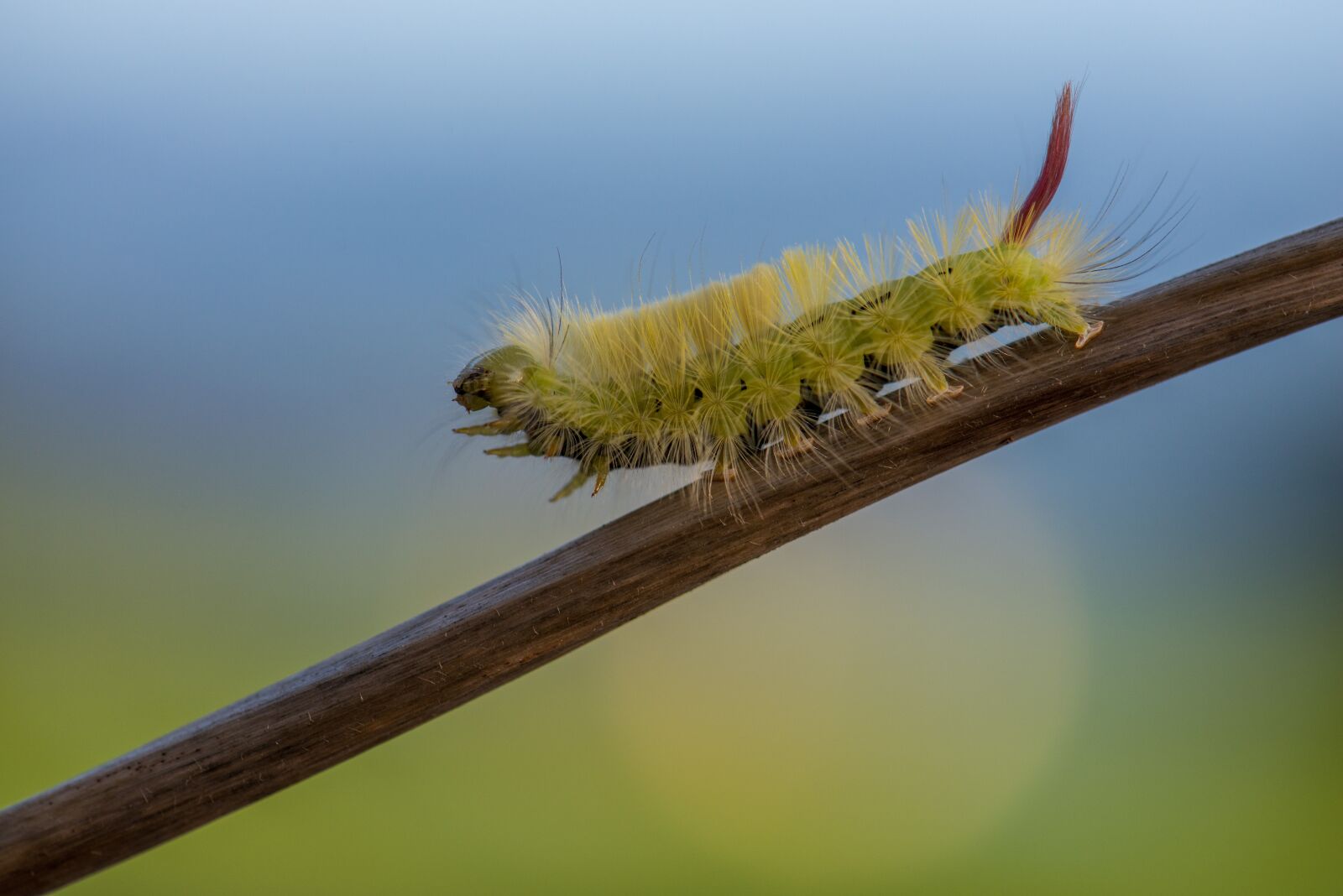Nikon D800 sample photo. Macro, caterpillar, nature photography