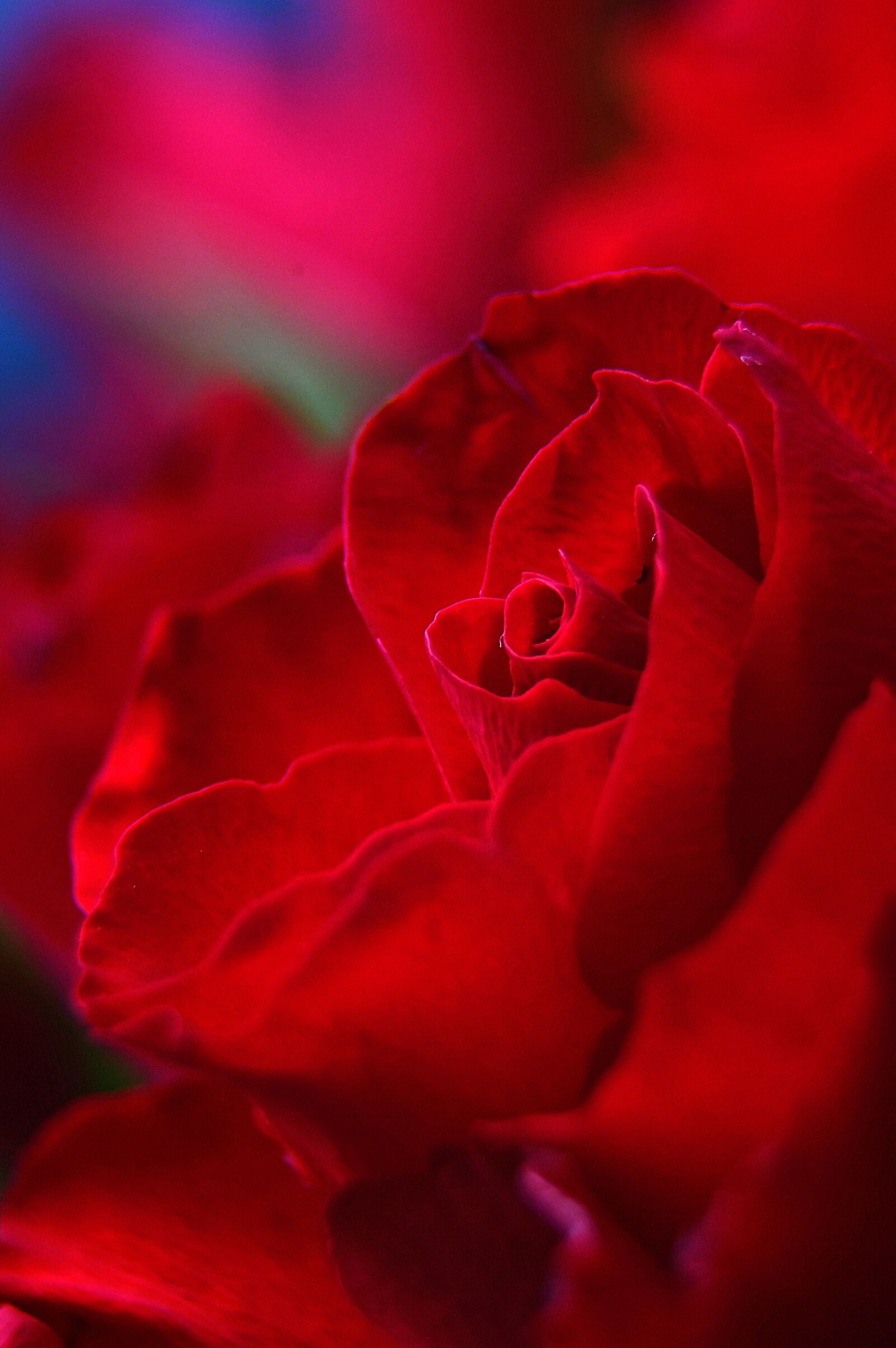 Nikon D3200 sample photo. Love, symbolism, spring photography