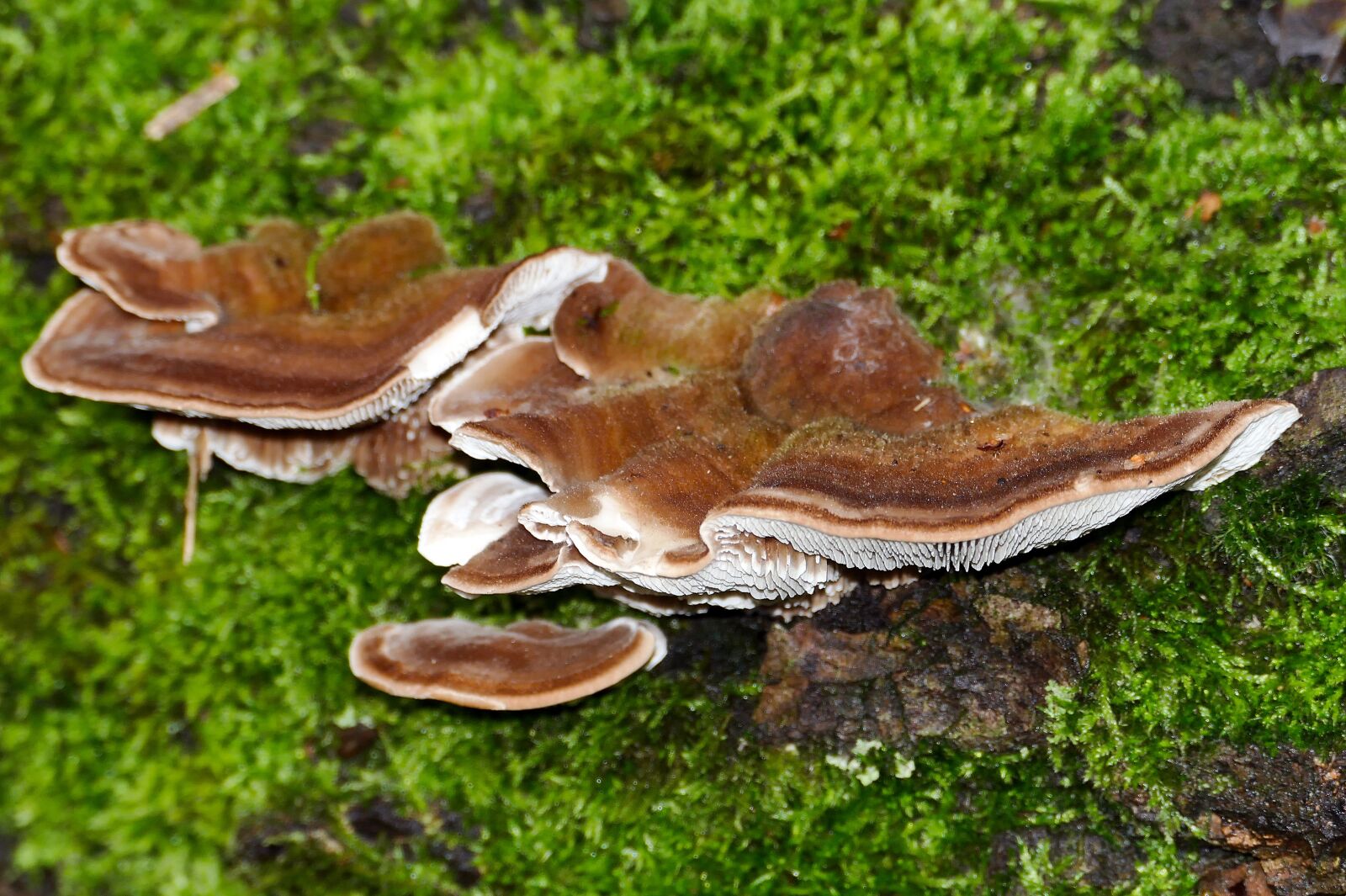 Panasonic Lumix DMC-FZ1000 sample photo. Mushroom, mushrooms, tree fungus photography