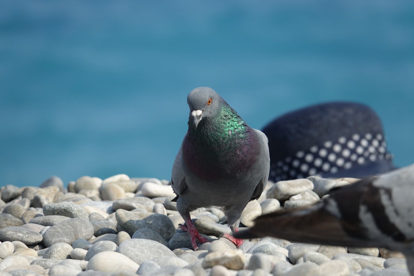 Sony Cyber-shot DSC-RX10 III sample photo. Pigeon, pigeons, bird photography
