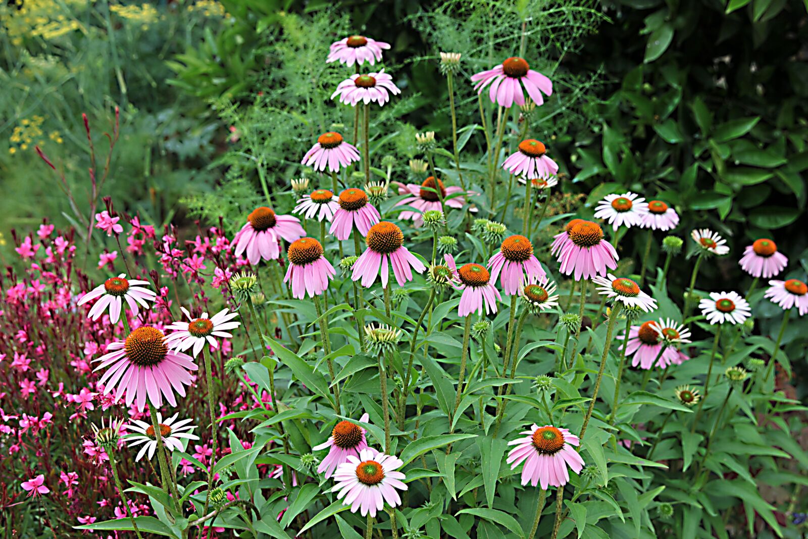 Canon EOS 550D (EOS Rebel T2i / EOS Kiss X4) sample photo. Echinacea, flower, plant photography