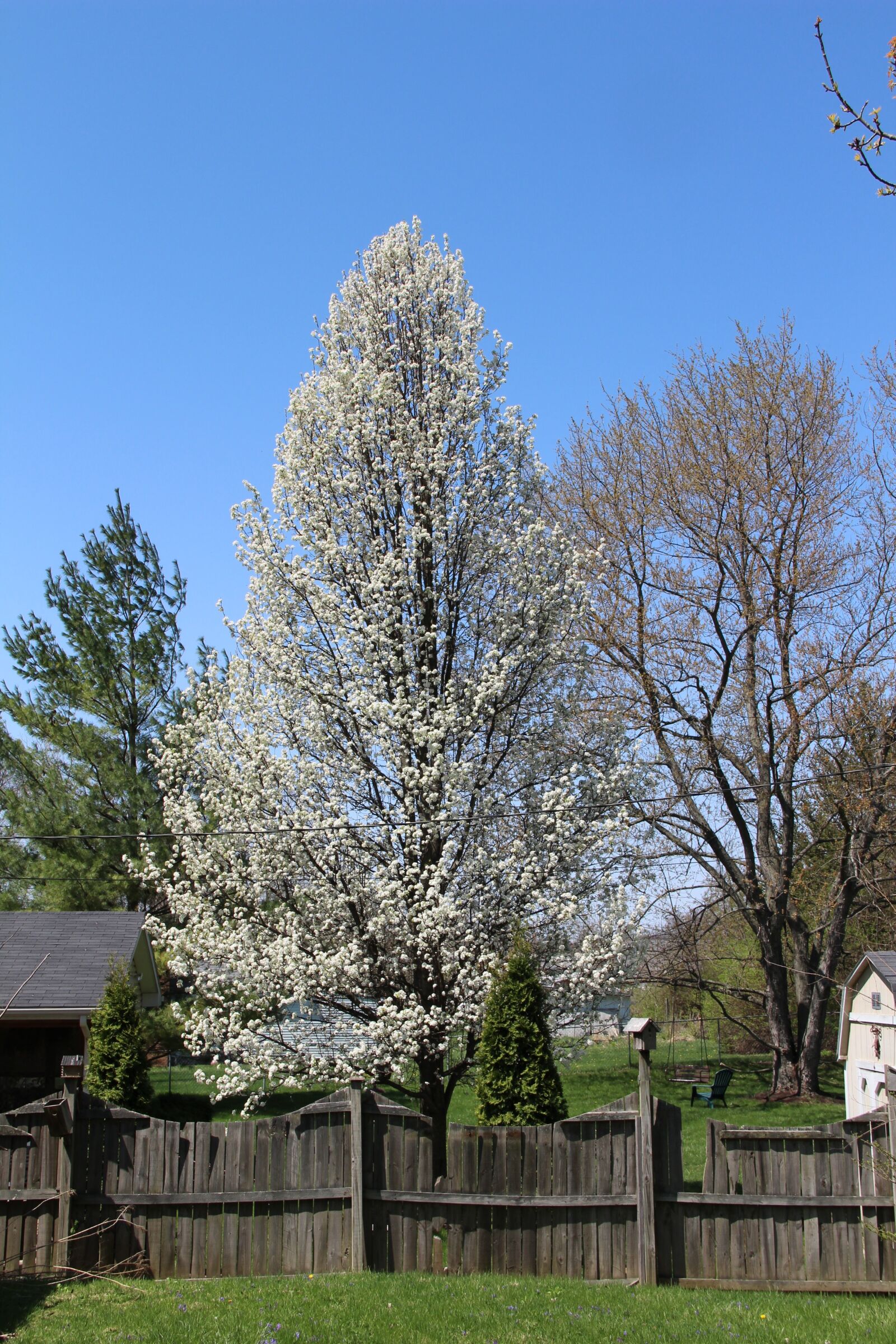 Canon EOS 600D (Rebel EOS T3i / EOS Kiss X5) sample photo. Bradford pear, spring, tree photography