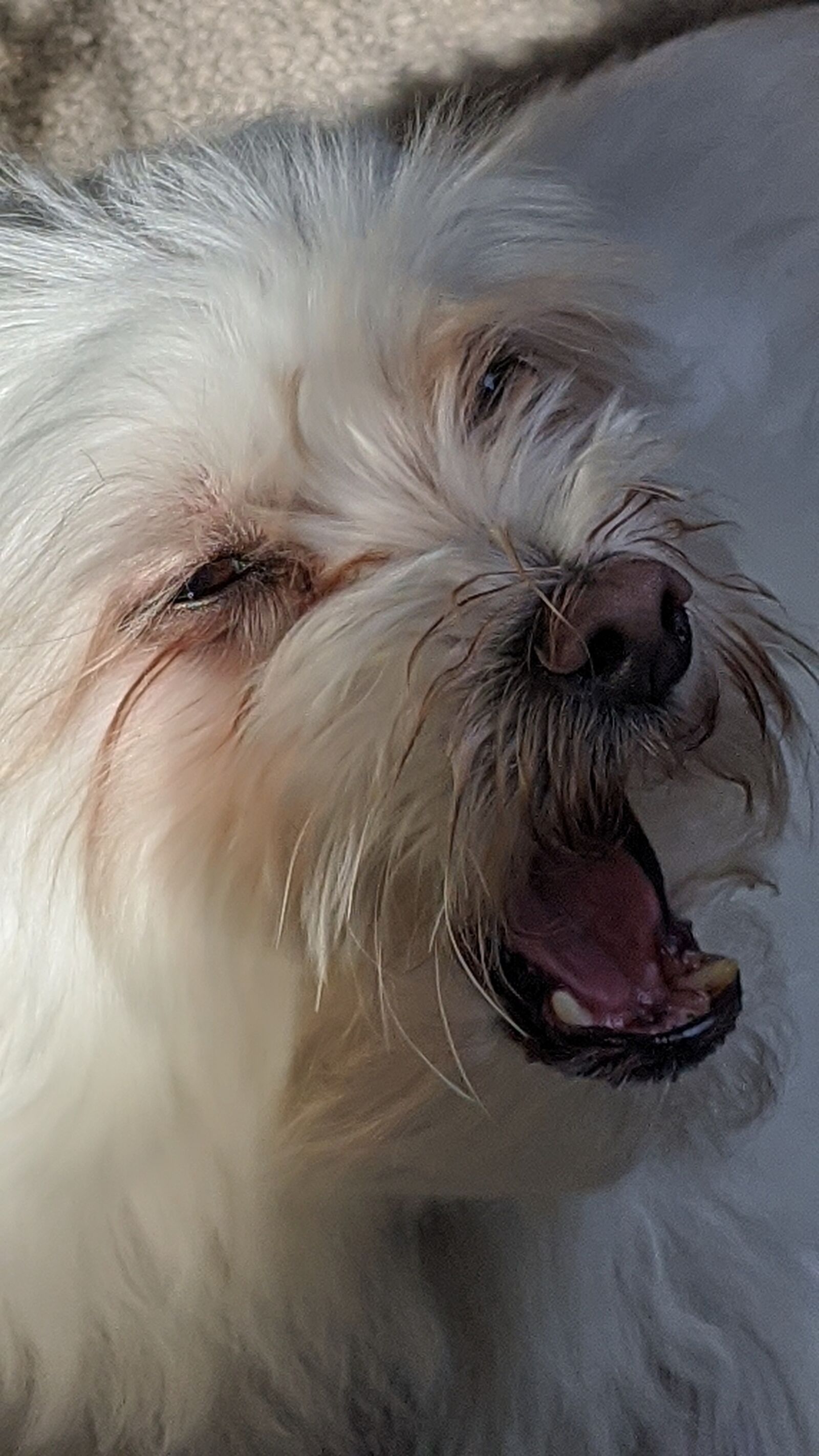 Google Pixel 4 XL sample photo. White dog, mad dog photography